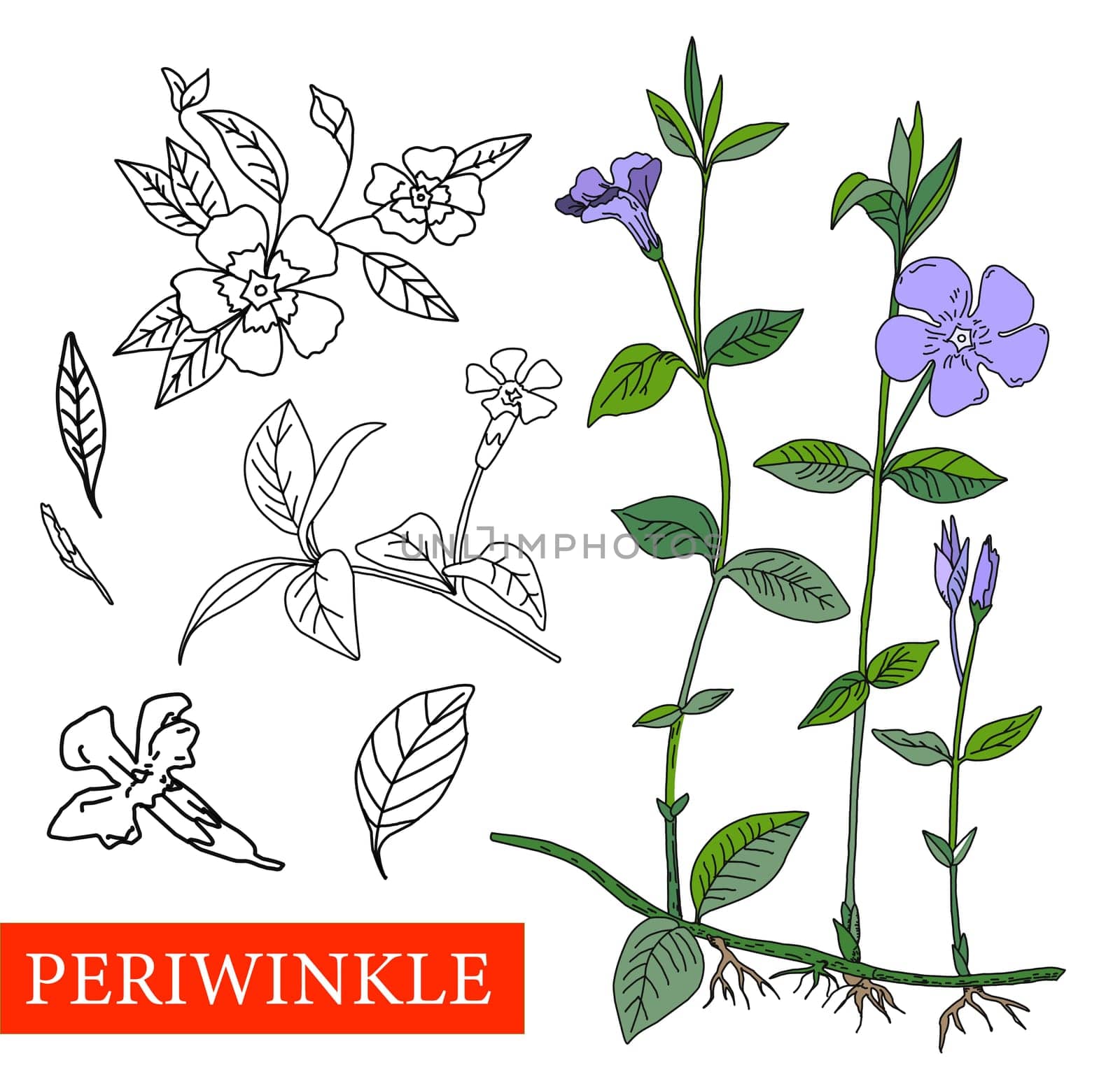 V nca m nor. Medical plants.V nca Wildflowers blue flowers.