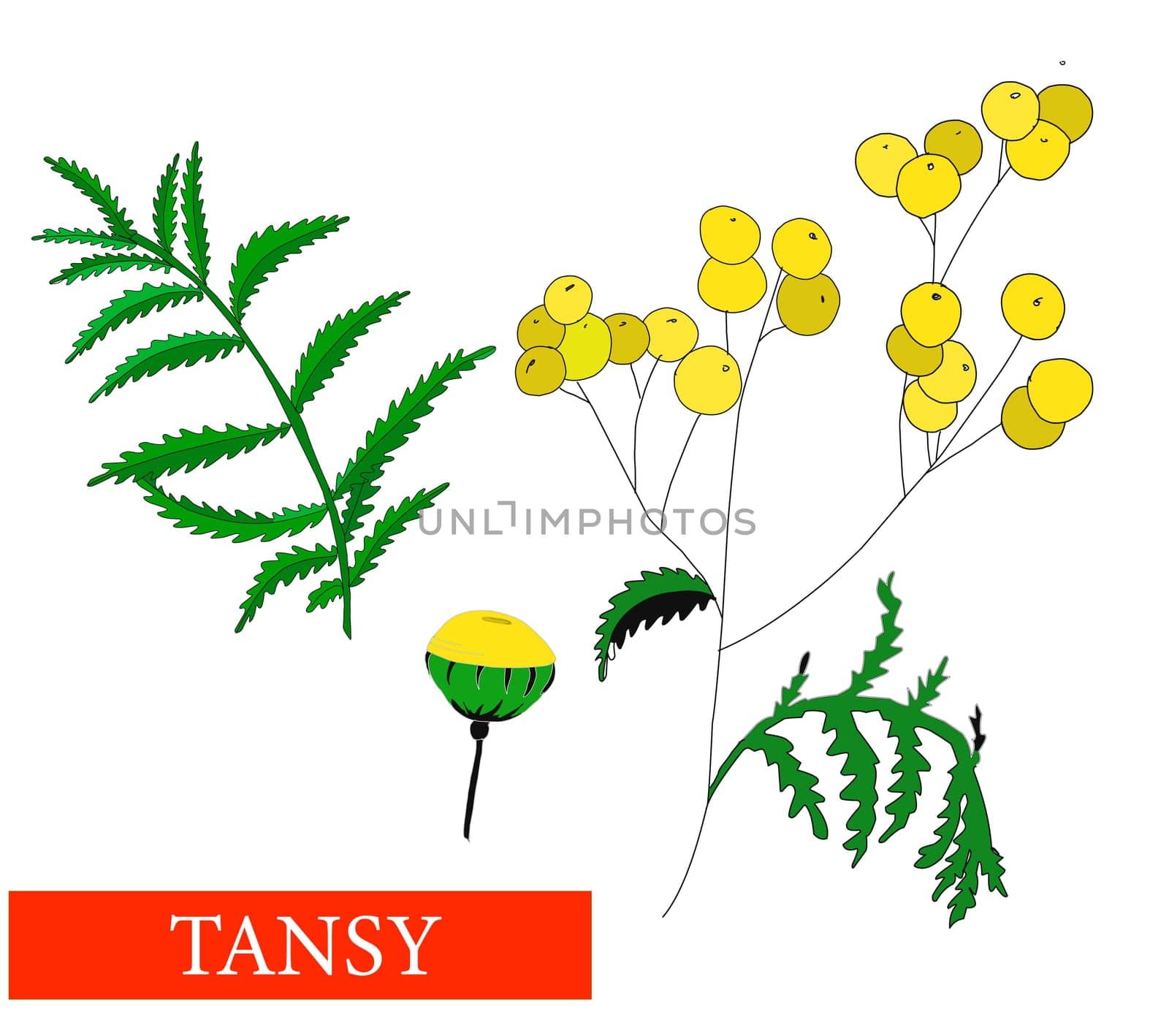 Tansy flower. Medicinal plants. Tansy. Wildflowers. Isolated on white illustration