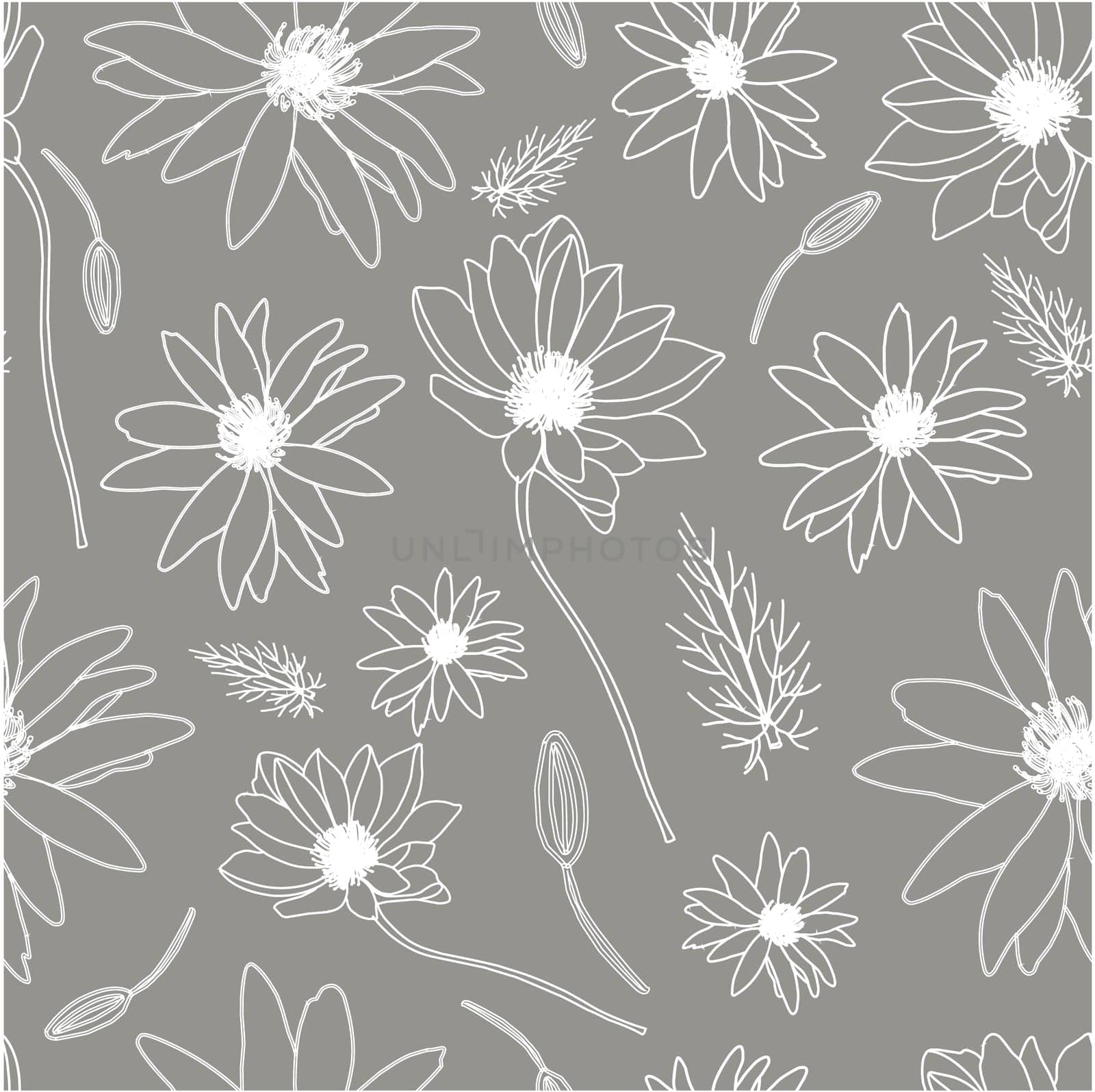 White flowers on a gray background. adonis flower. medicinal plants and herbs. Summer light floral seamless pattern.