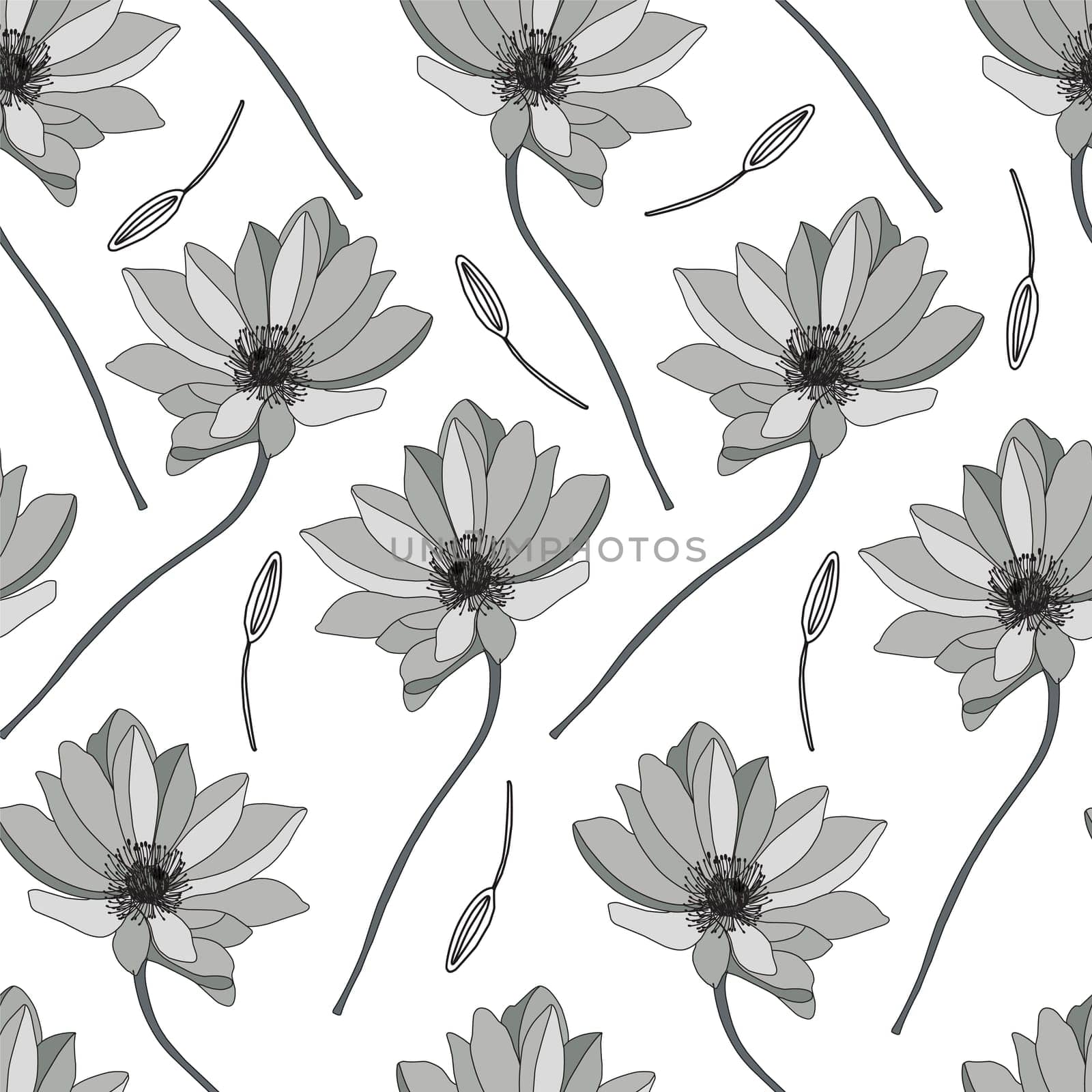 Astragalus illustration on a white background. Linear gerbera pattern. Flower coloring book. seamle