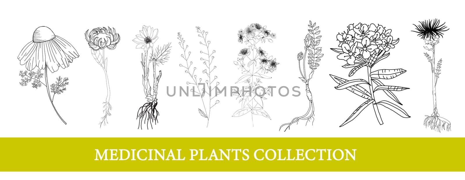 Ledum, marigold, leuzea, chamomile. medicinal plants Wildflowers illustration Botanical illustration