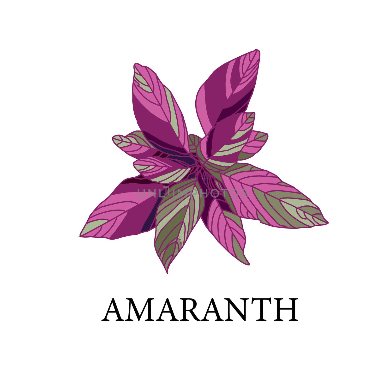 amaranth on a white background. greenhouse plant isolated. illustration.