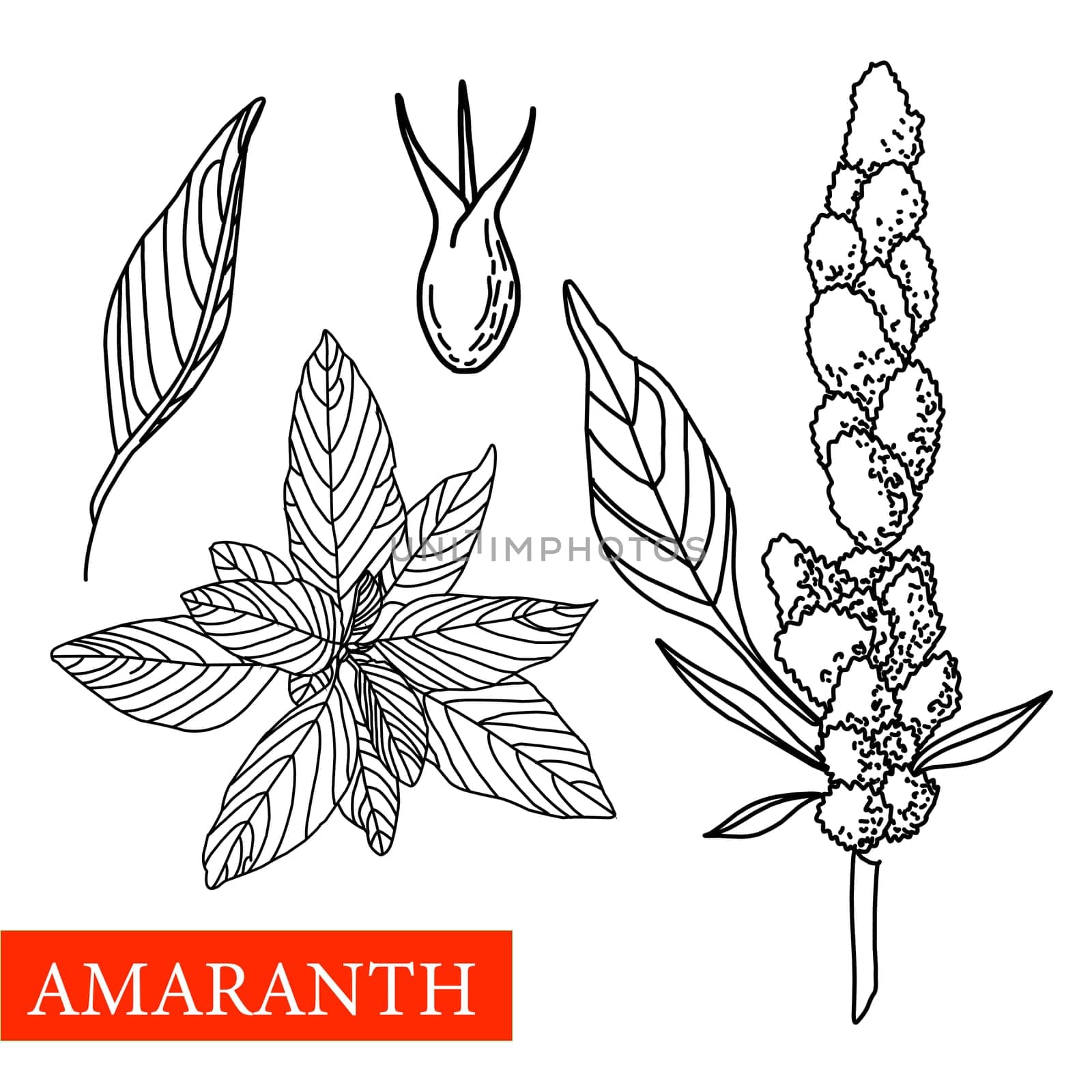 amaranth plant. botanical illustration. Amaranth Medical plants