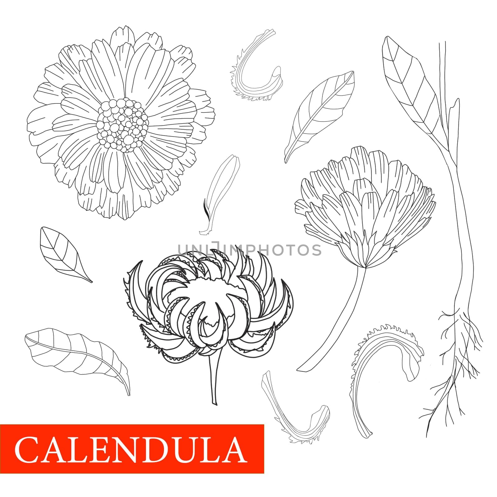 Calendula black and white. Coloring marigolds flower. Botanical illustration. Good for cosmetics, medicine, treating, aromatherapy, nursing, package design, field bouquet.Medicinal plants Antistress