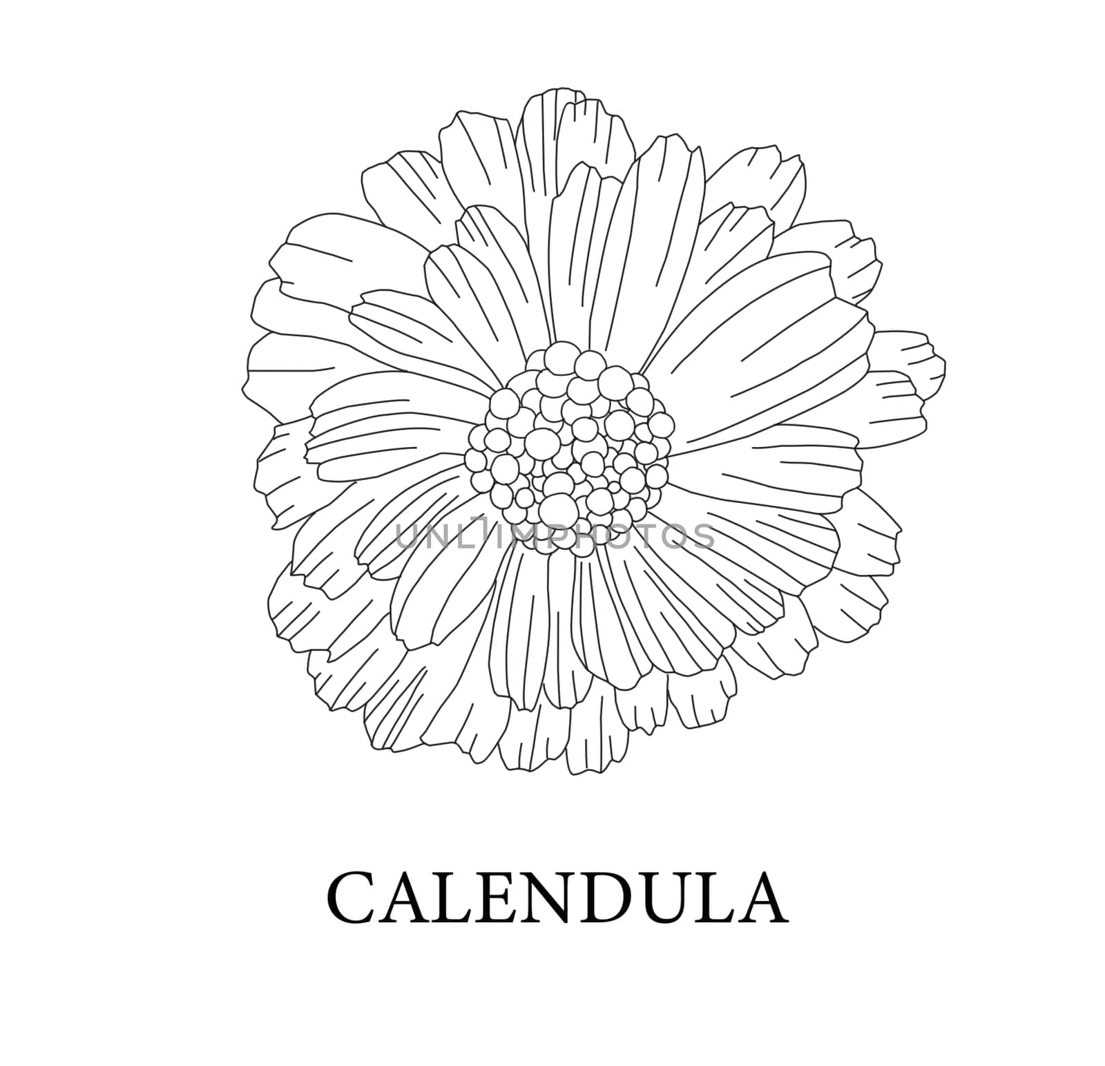 Calendula flower. Medicinal plants. Marigold illustration.