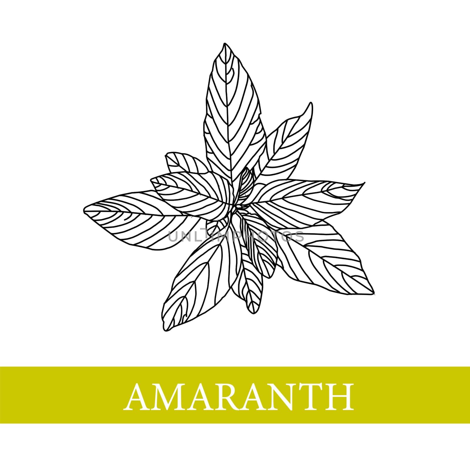 amaranth plant. botanical illustration. AmaranthMedical plants