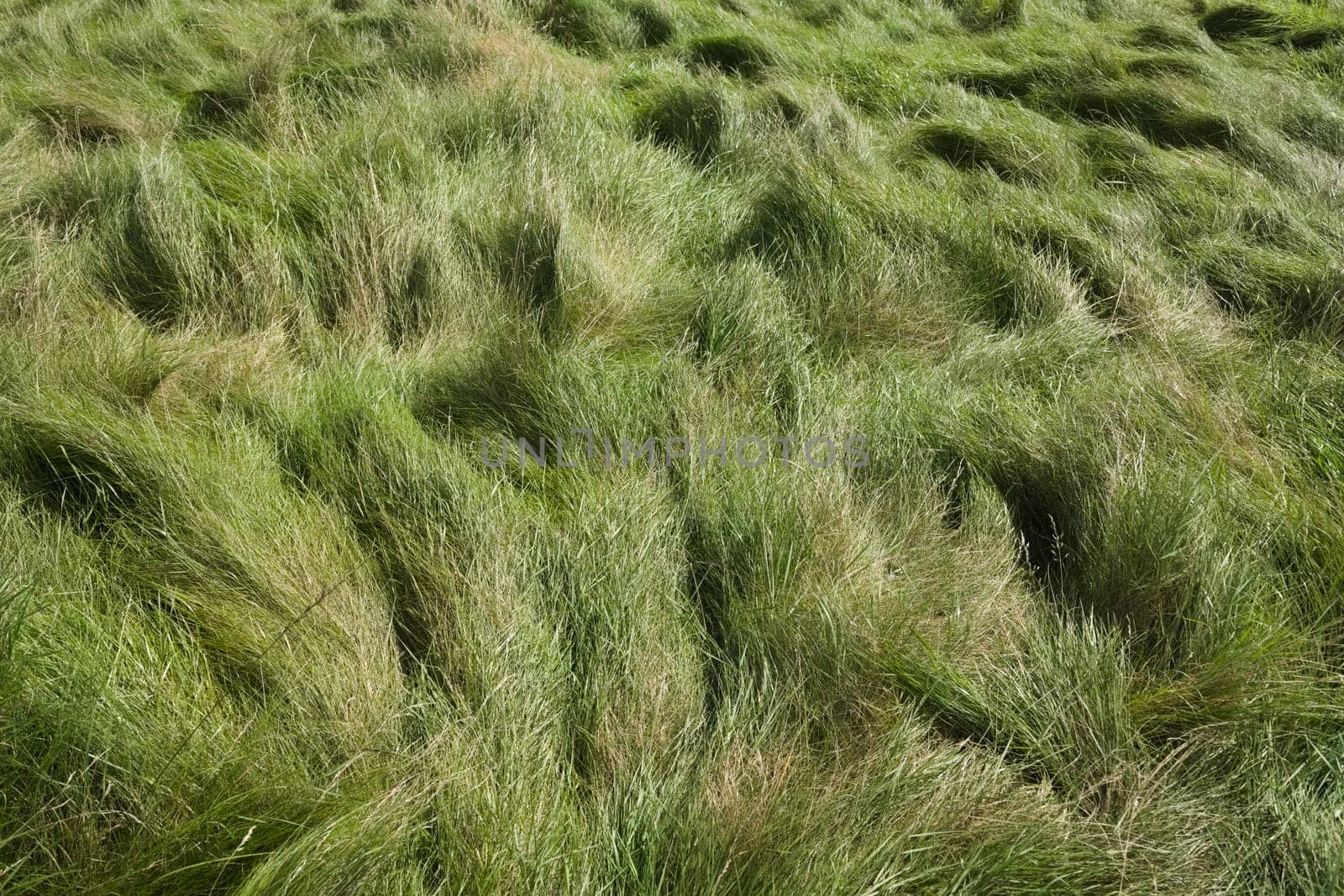 2 - Natural and messy, luscious long green meadow grass forms patterns in the wind. Plain green background texture, all copy space, graphic resource