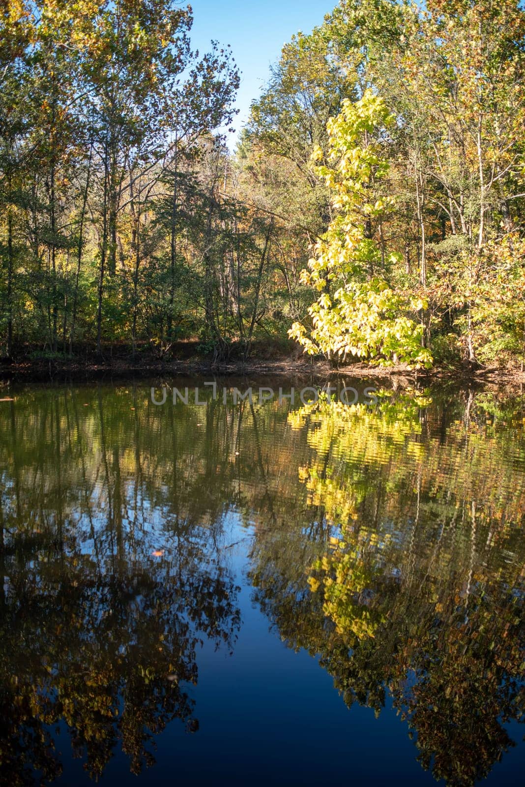 Yellows and oranges are stunning against the water, tranquil calm nature background scene with copy space.