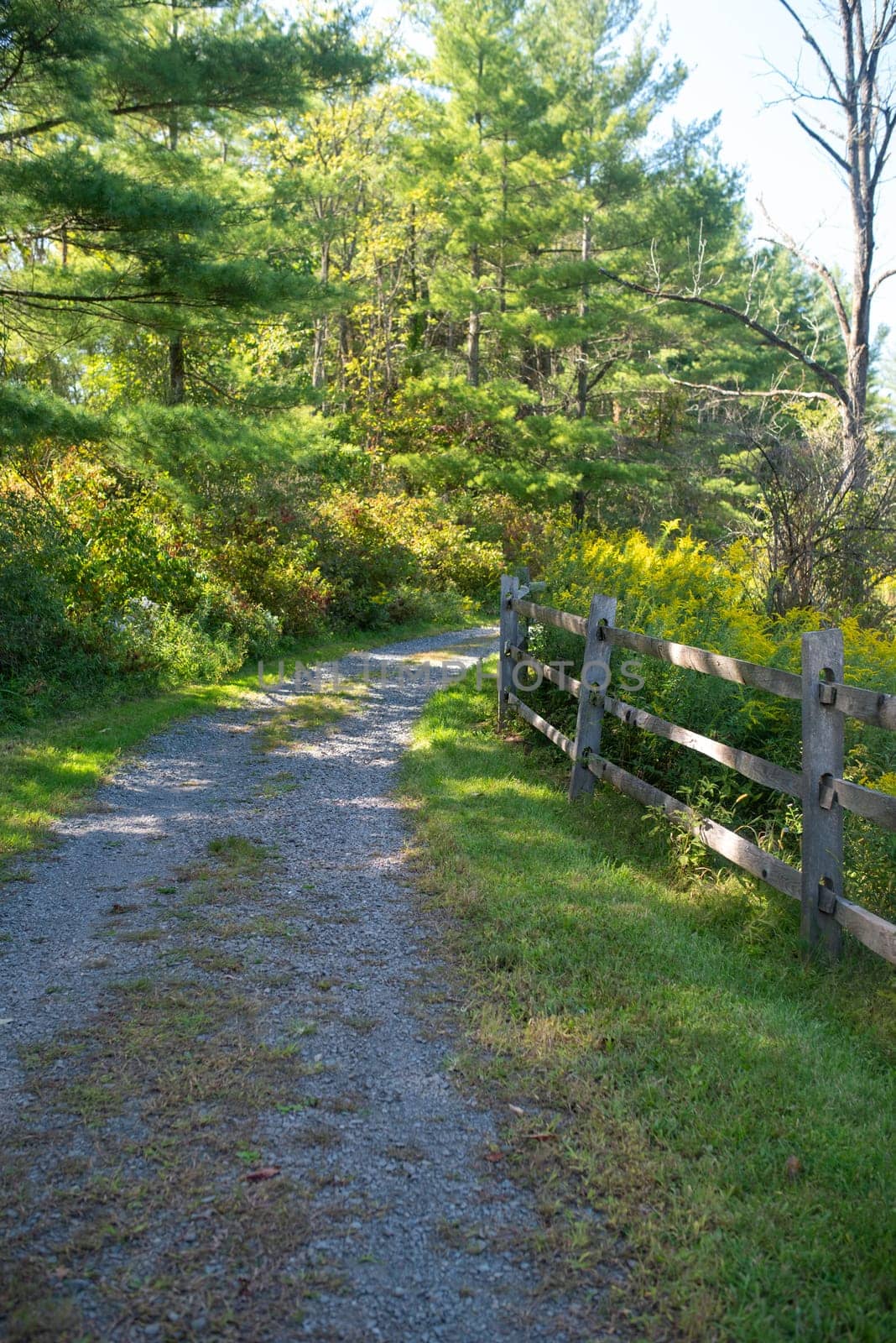 Serene hiking trail by a wooden fence and woodland in dappled sunlight with copy space.
