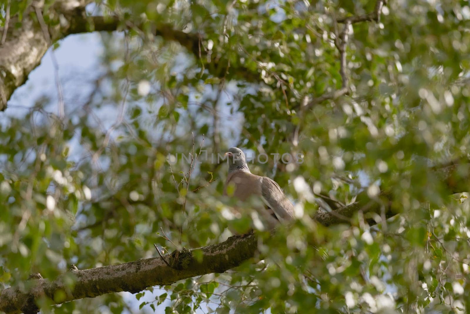 Selective focus image of a wood pigeon in the wild. Bright sunlight highlights the face and eye, as the bird hides amongst the silver birch leaves