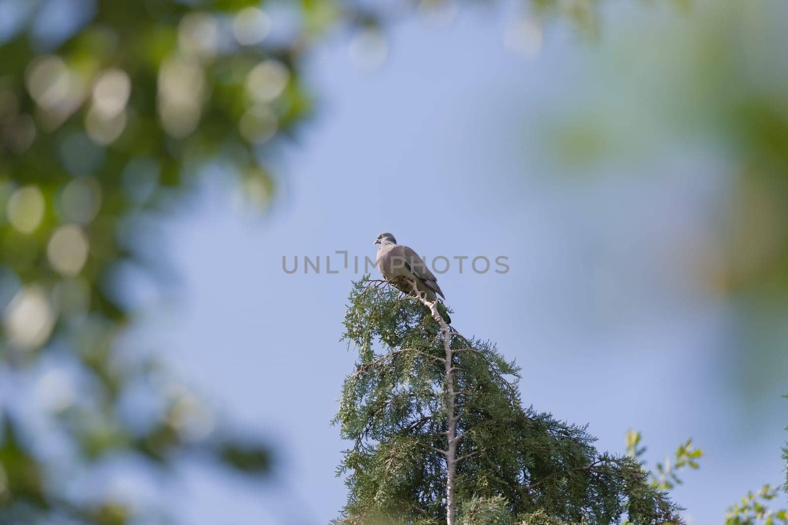 Framed by blurred leaves forming bokeh, a wild wood pigeon catches the sun as it perches on the top of a tall evergreen tree. Bright summers day.