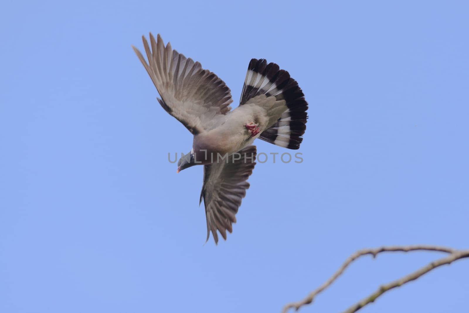 Plain blue sky background behind a flying wild wood pigeon. Wings and tail feathers are all fully spread and feet are tucked, showing patterning.