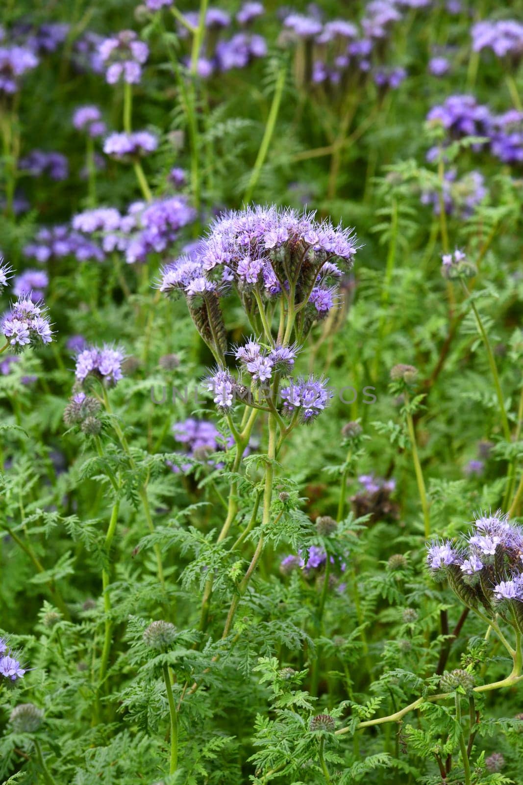 Phacelia