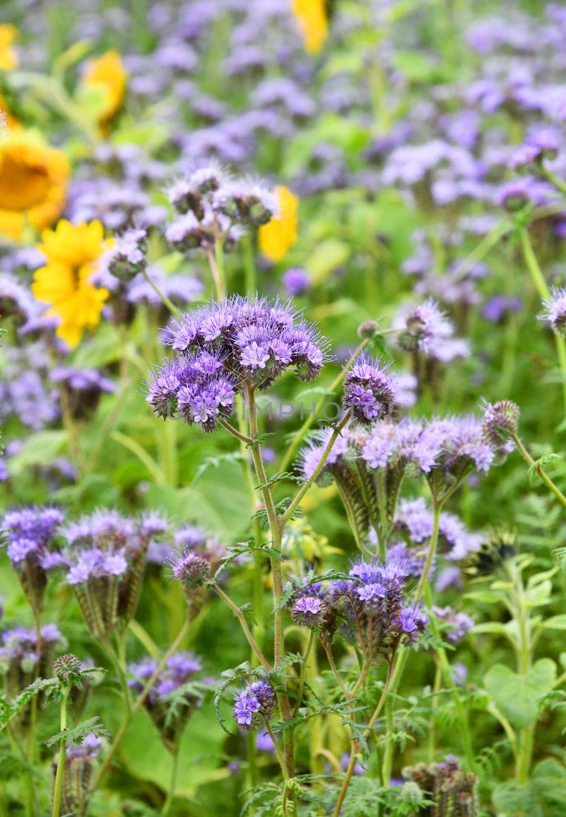 Phacelia and Helianthus