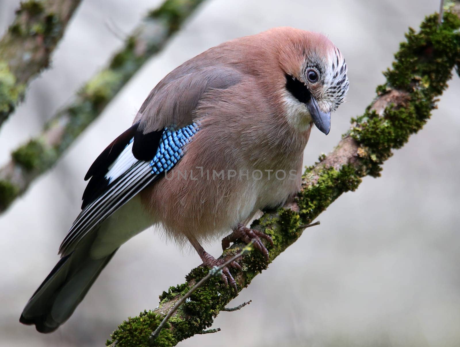 Jay Garrulus glandarius