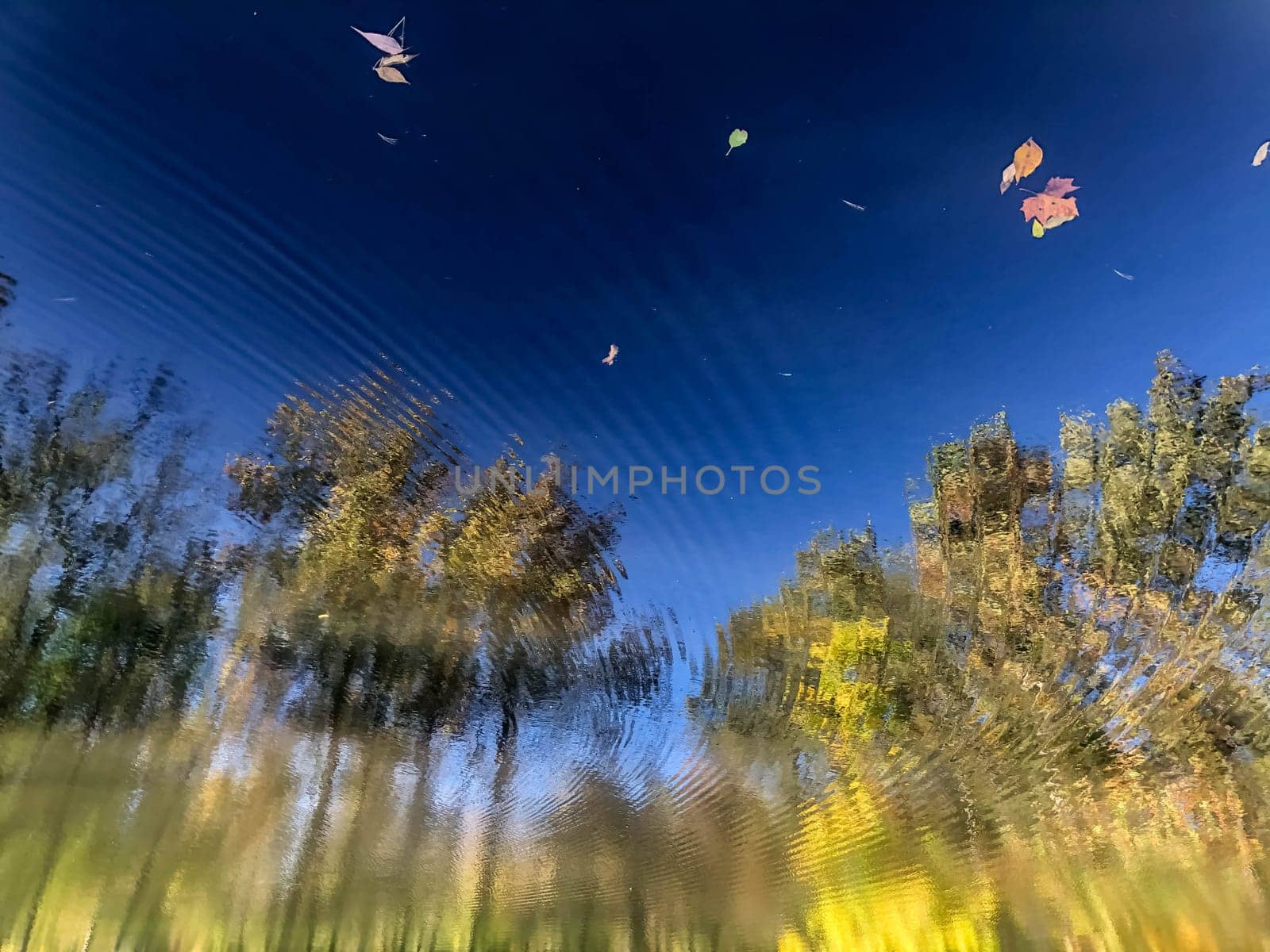 Beautiful meditative image of a surreal lake reflecting a forest in concentric ripples. Fall colored leaves drift on surface in natural sunlight with copy space