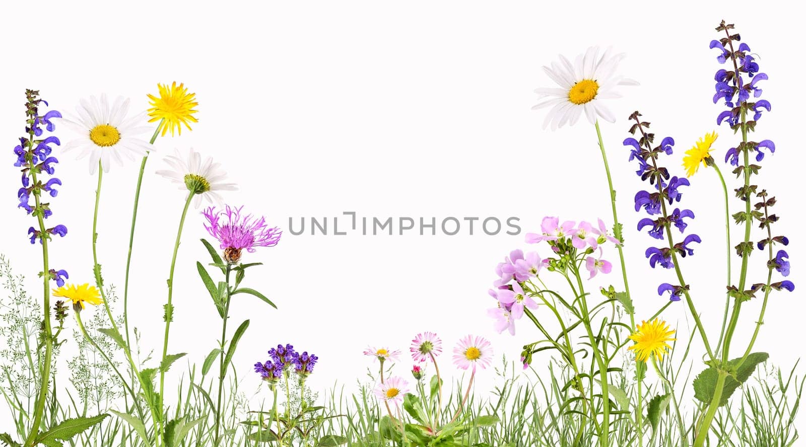 Colorful flower meadow with daisies, daisies, meadow sage, cuckoo flower, knapweed and other meadow flowers.
