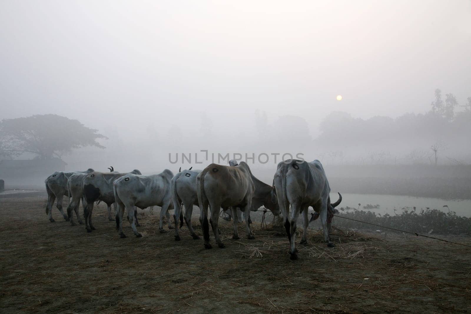 Misty morning in the Bengal countryside Kumrokhali, West Bengal, India