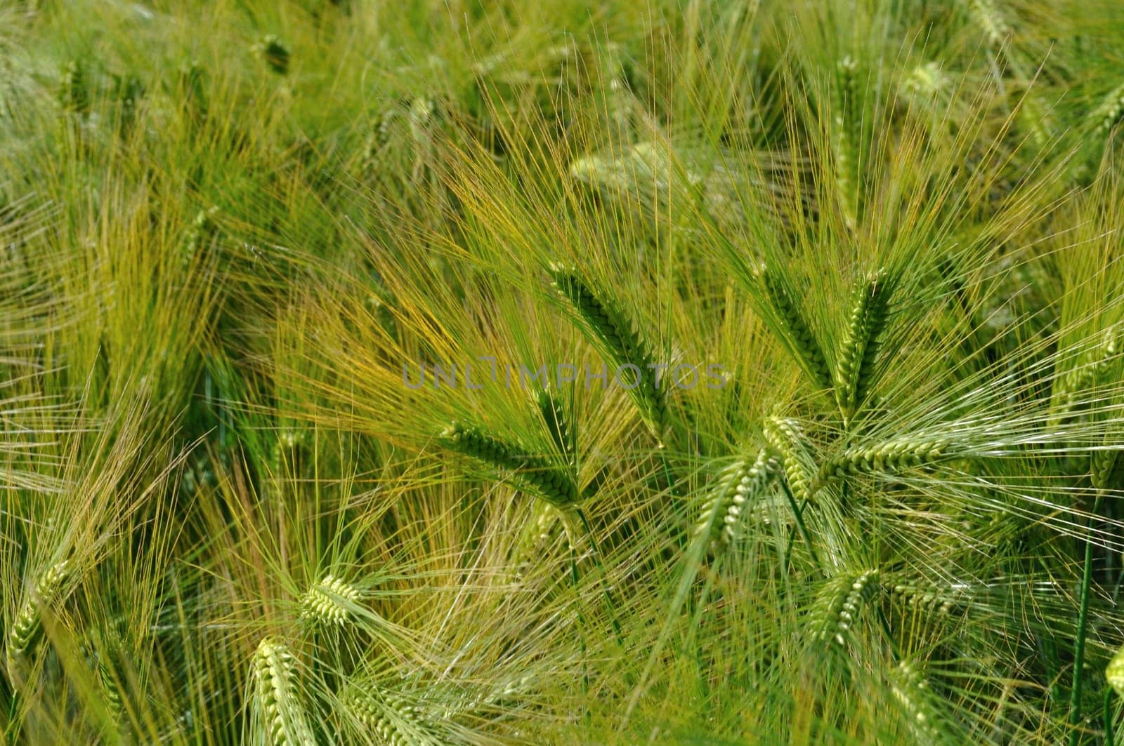 A field of  barley in Brittany