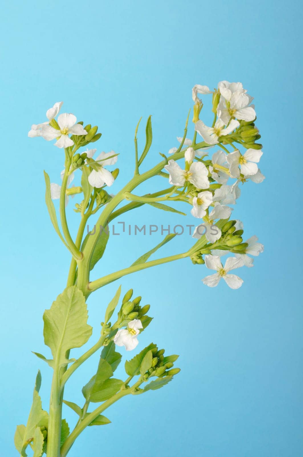 White mustard on blue background