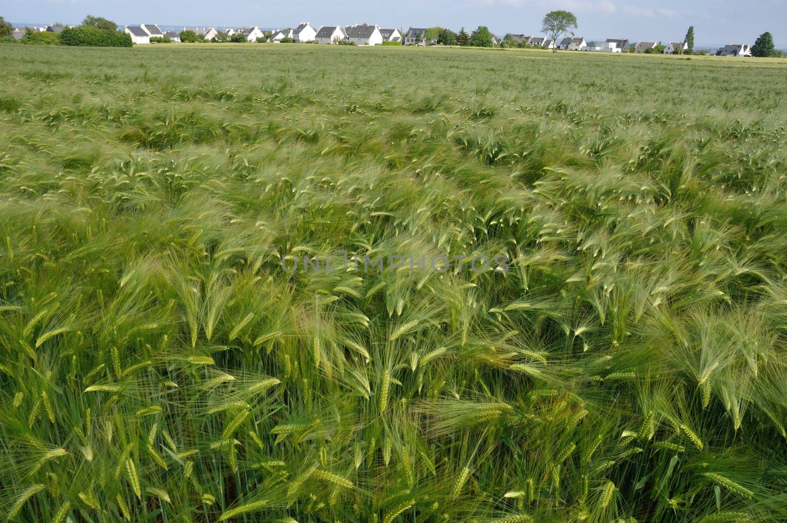 A field of  barley in Brittany