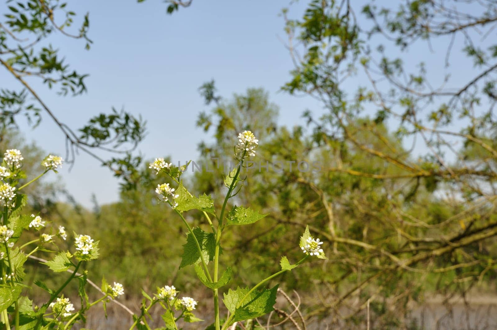 cruxiferous, alliary by the roadside