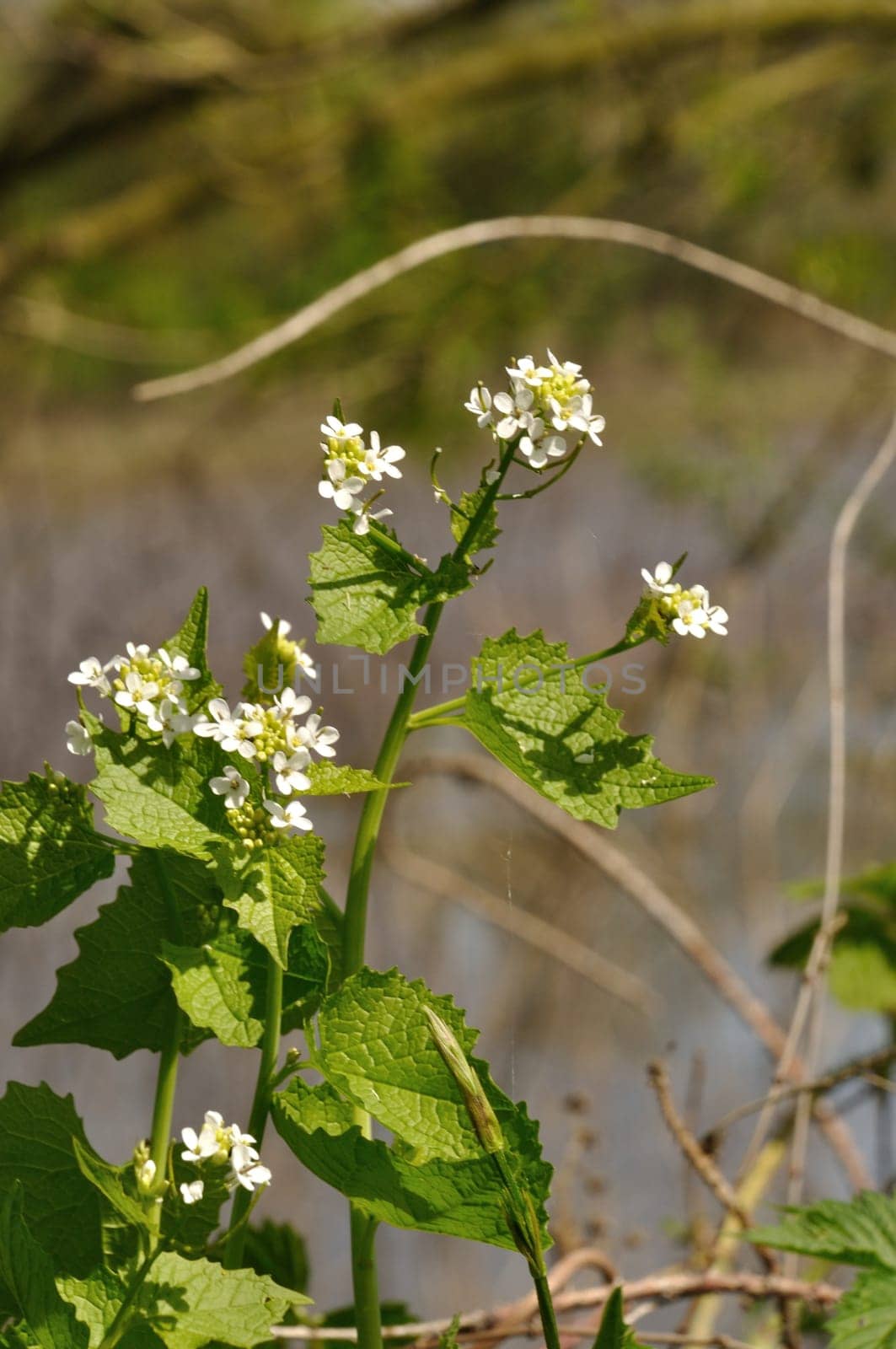 cruxiferous, alliary by the roadside