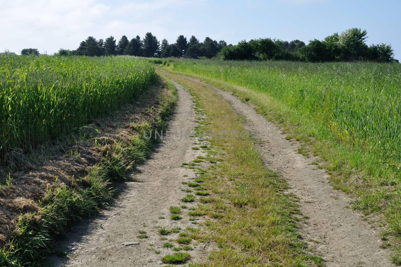 A path in spring