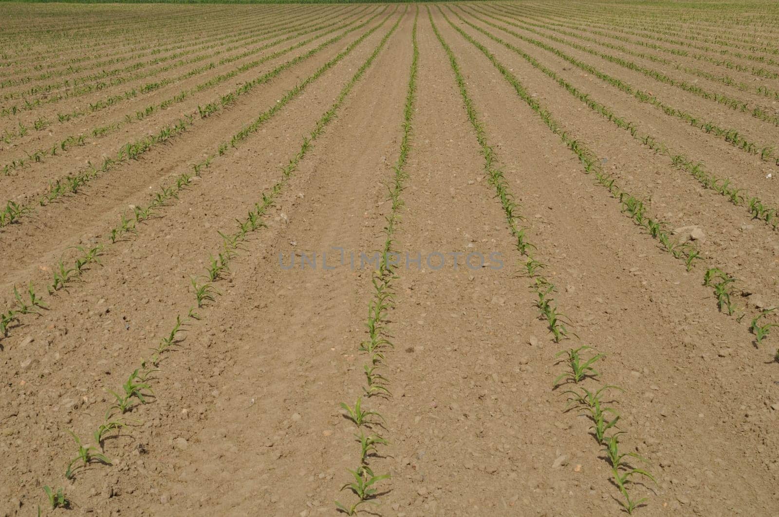 Corn  field in  Spring in Brittany