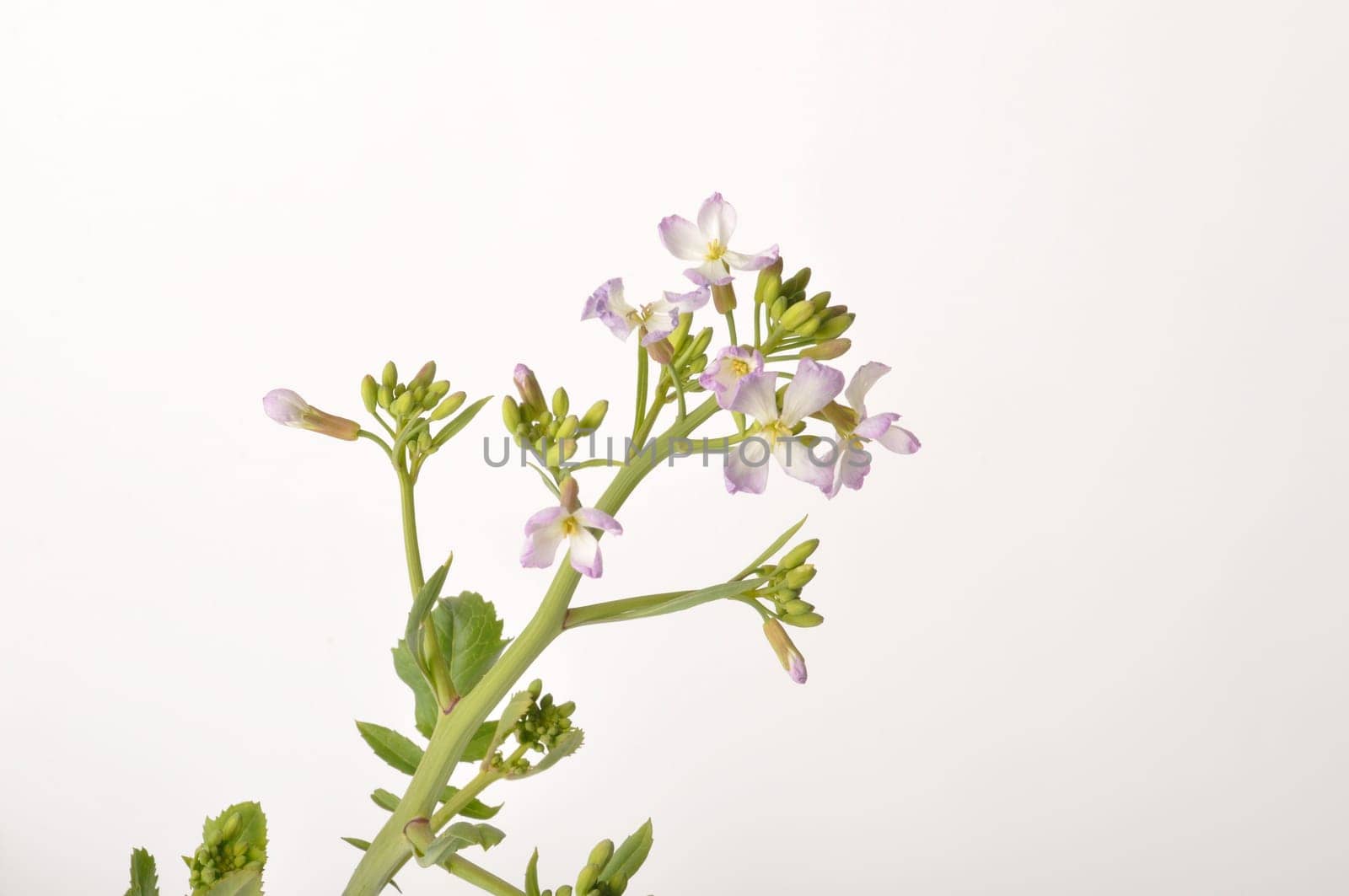 White mustard on white background