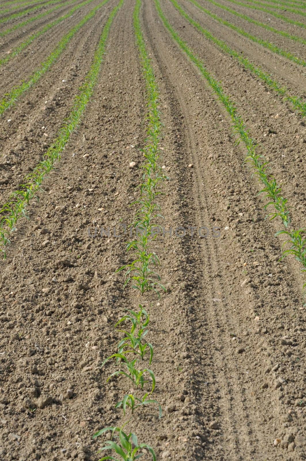 Corn  field in  Spring in Brittany