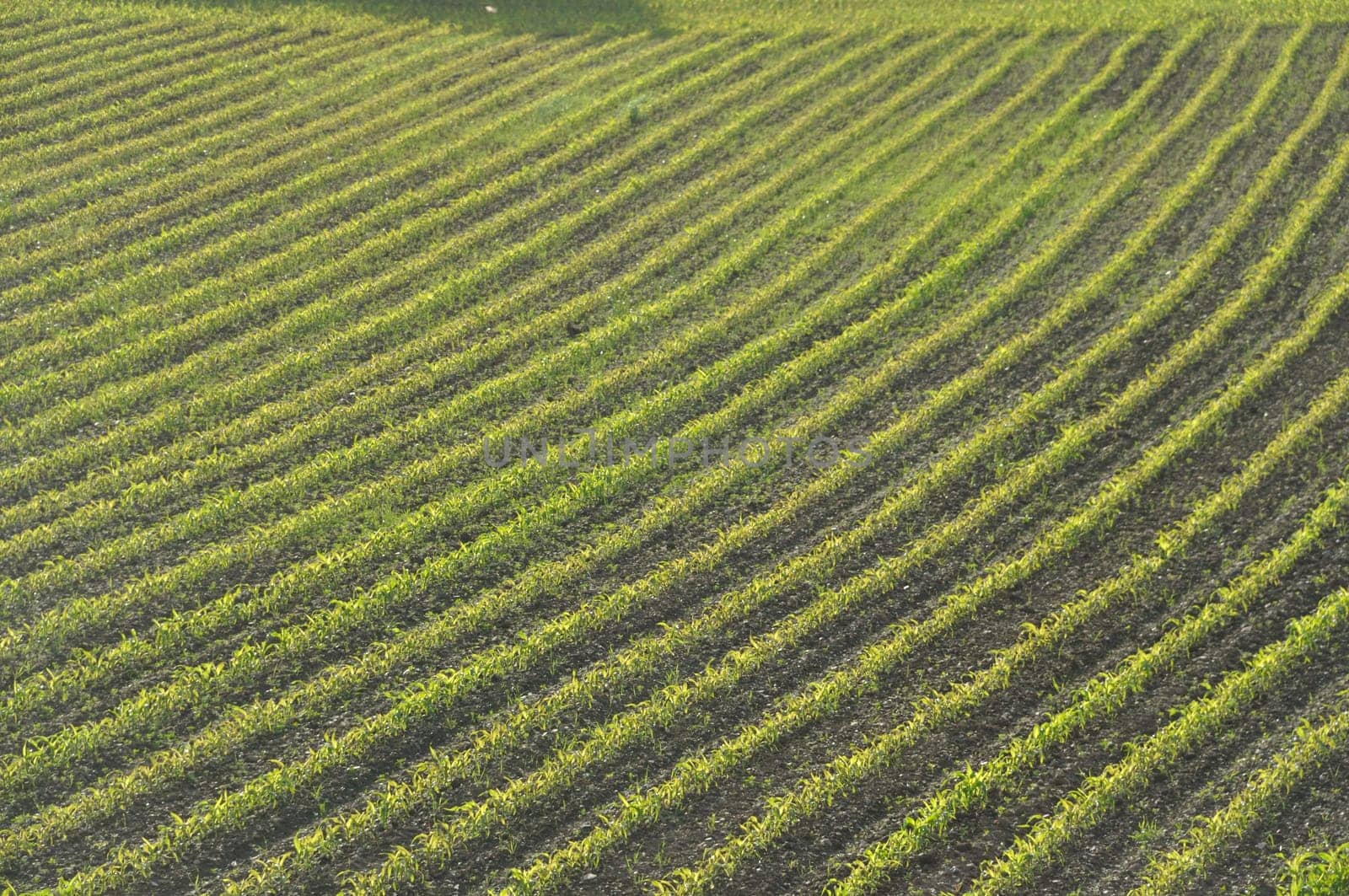 Corn  field in  Spring in Brittany