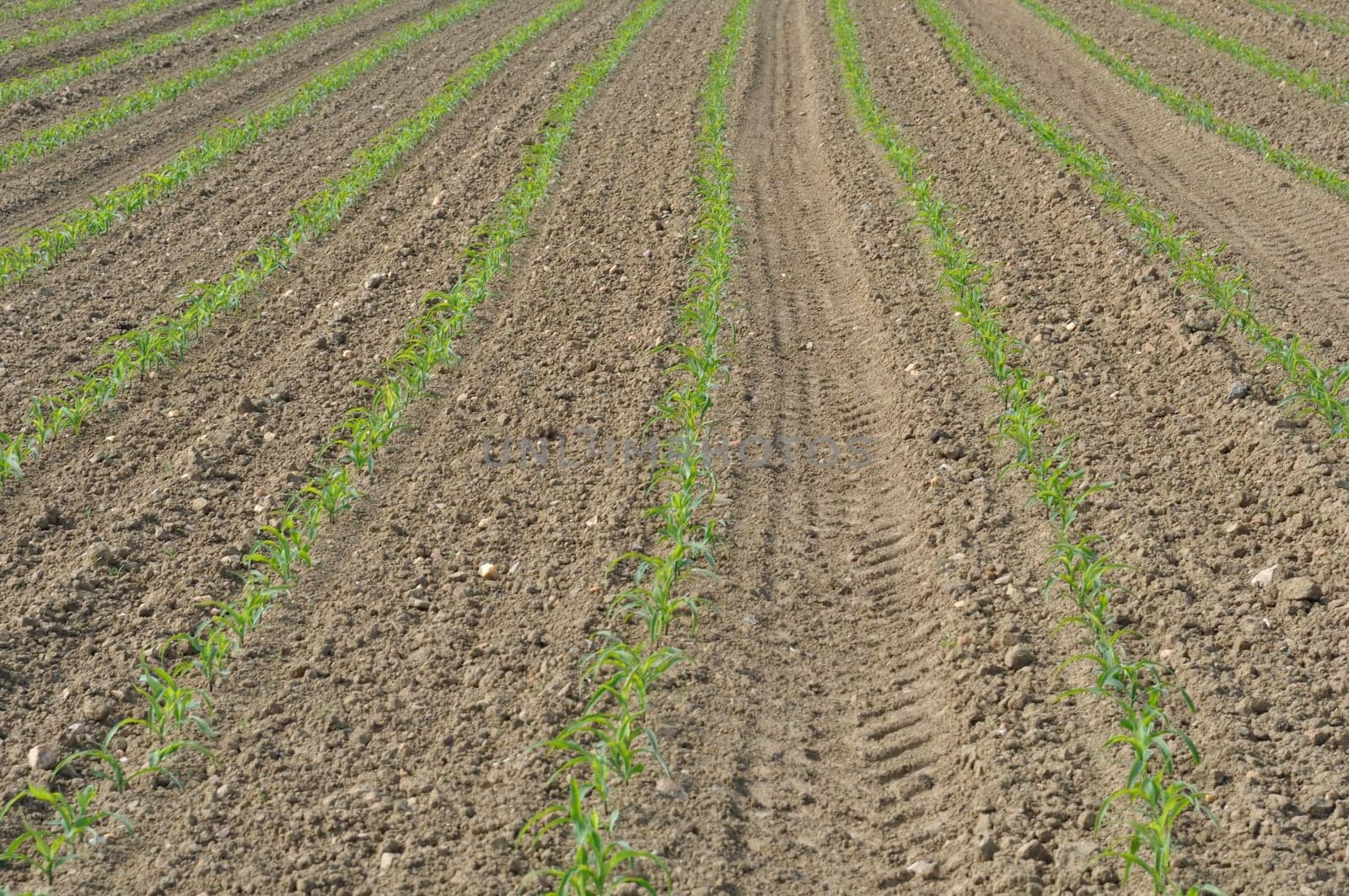Corn  field in  Spring in Brittany