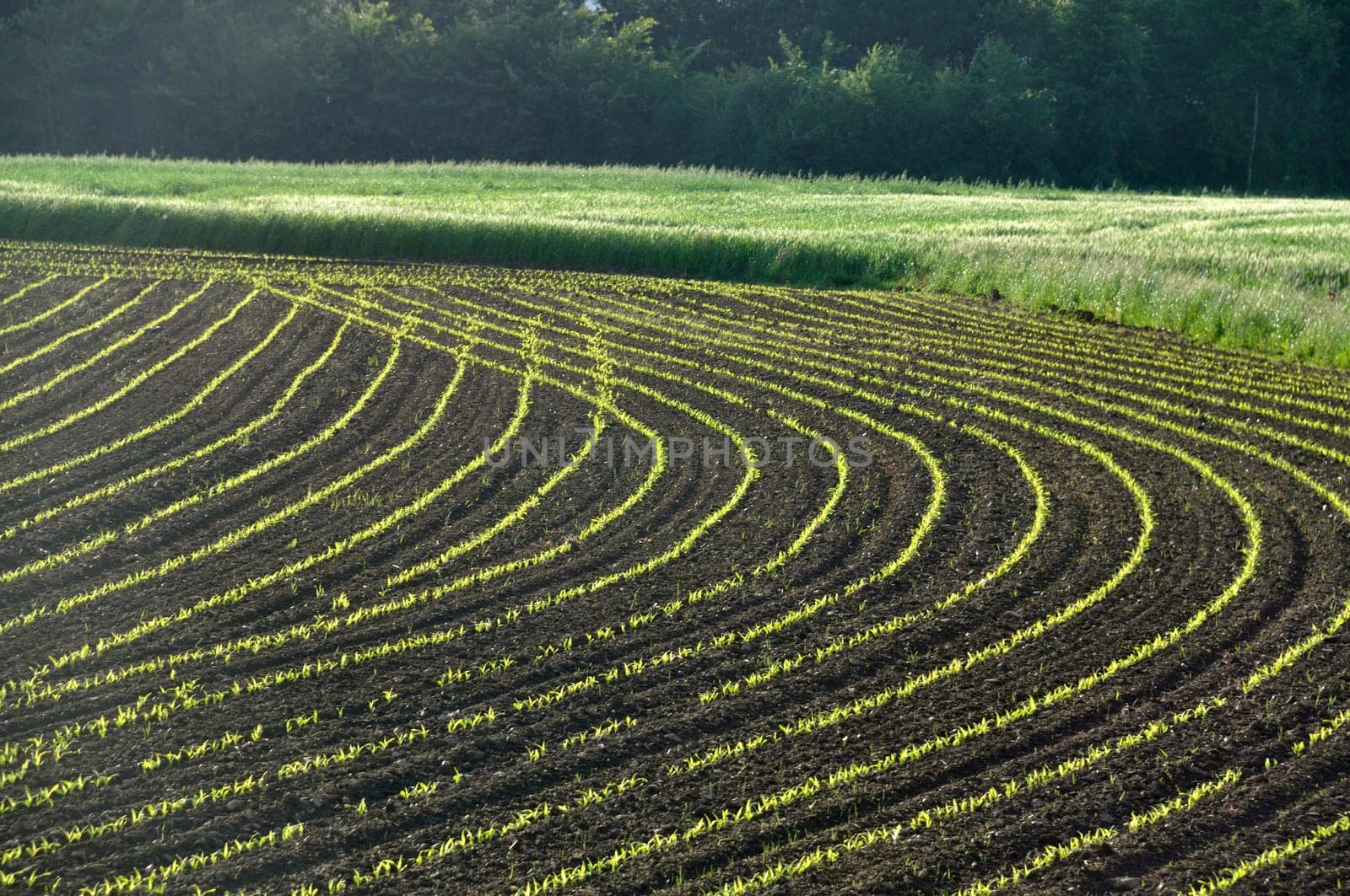 Corn  field in  Spring in Brittany
