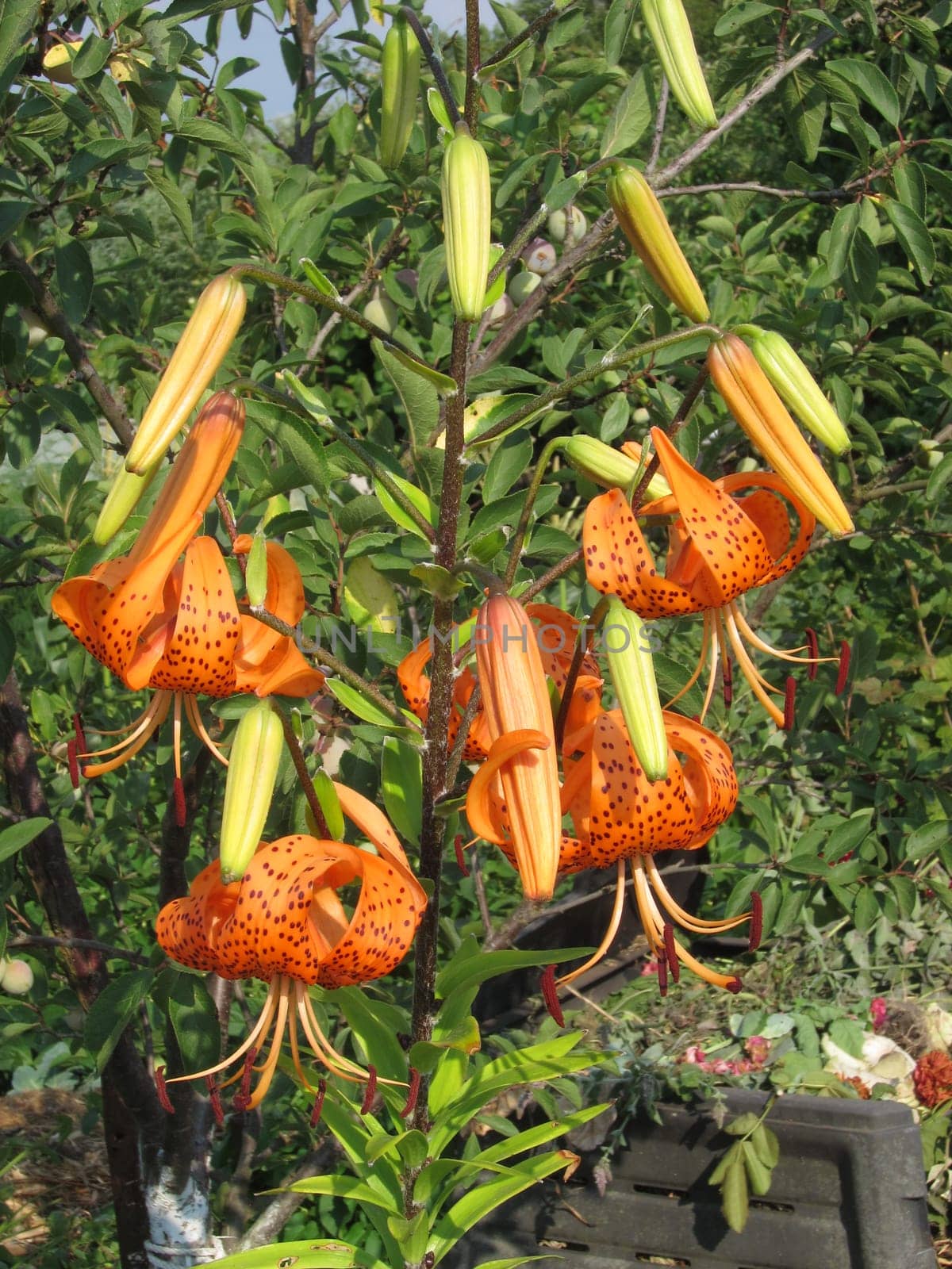 orange lilies in a garden