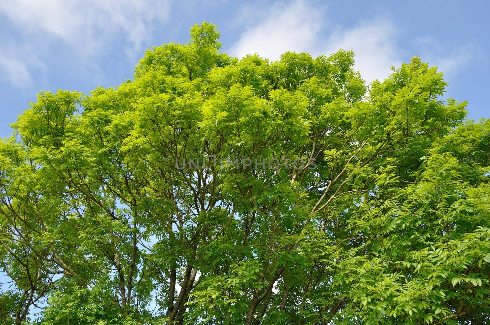 Ash in the countryside in Brittany