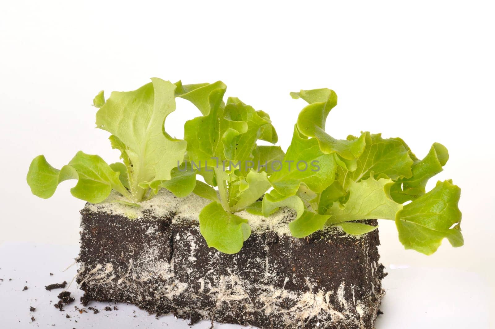 Batavia salad plants