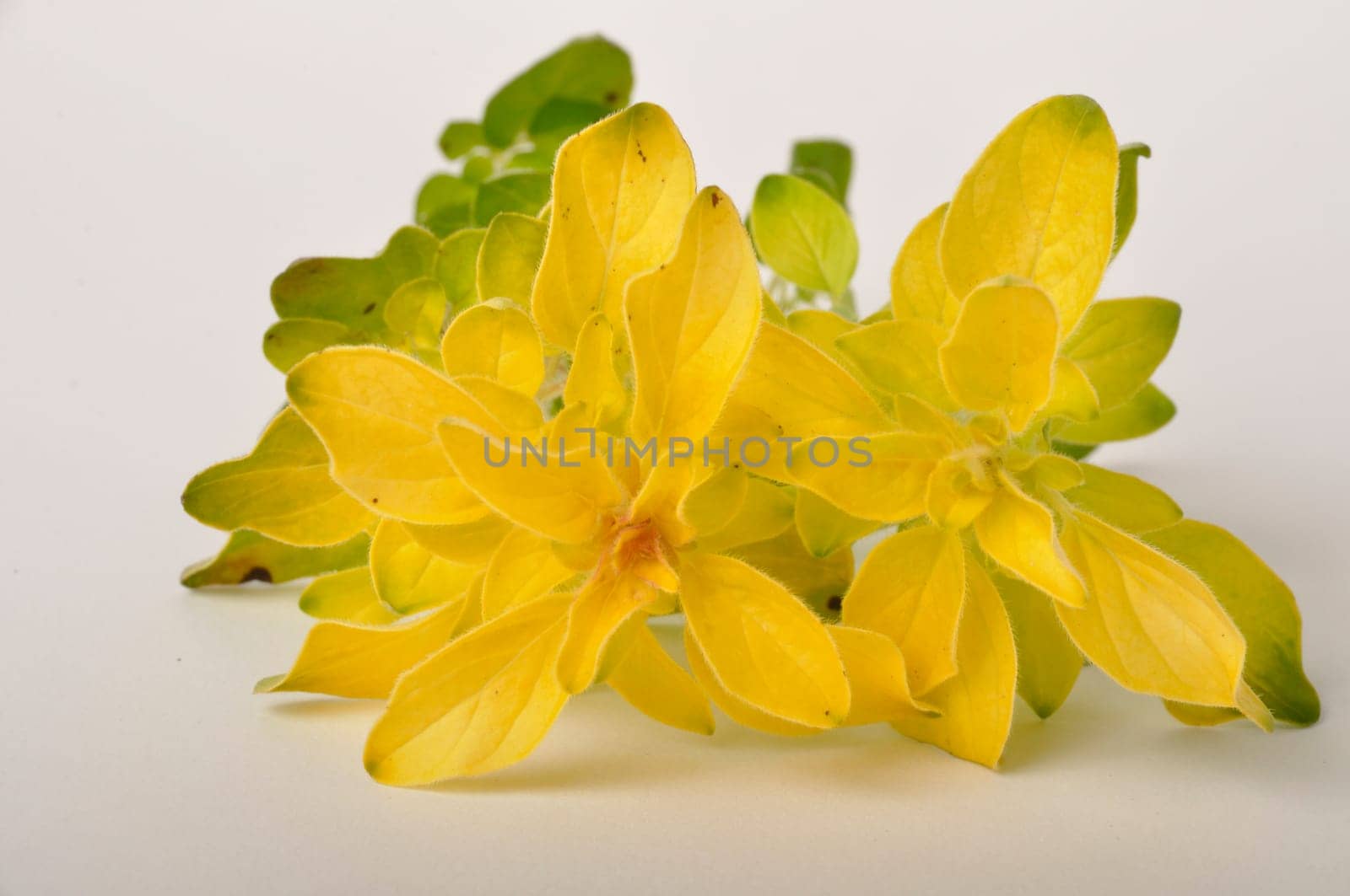 golden oregano on white background