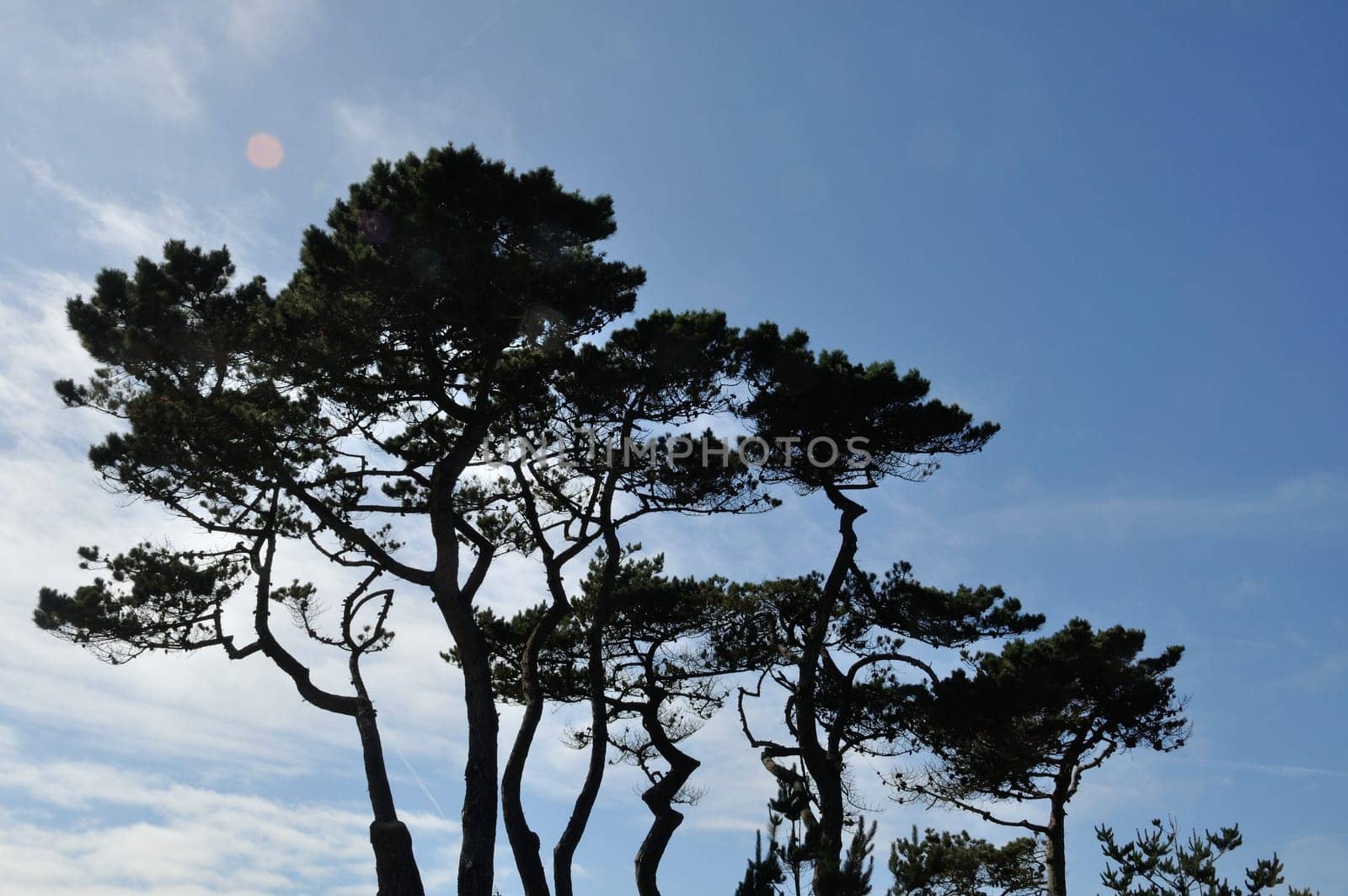 Pine in Brittany