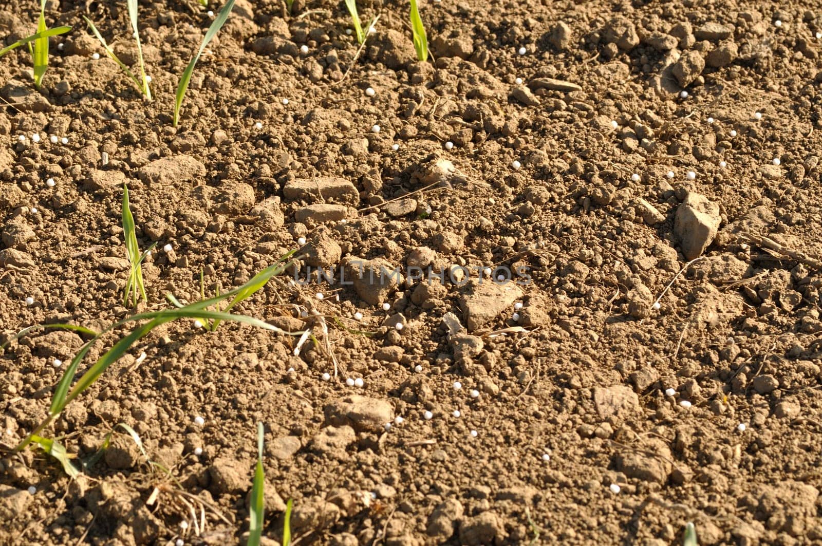 Ammonitrate pellets in a barley field