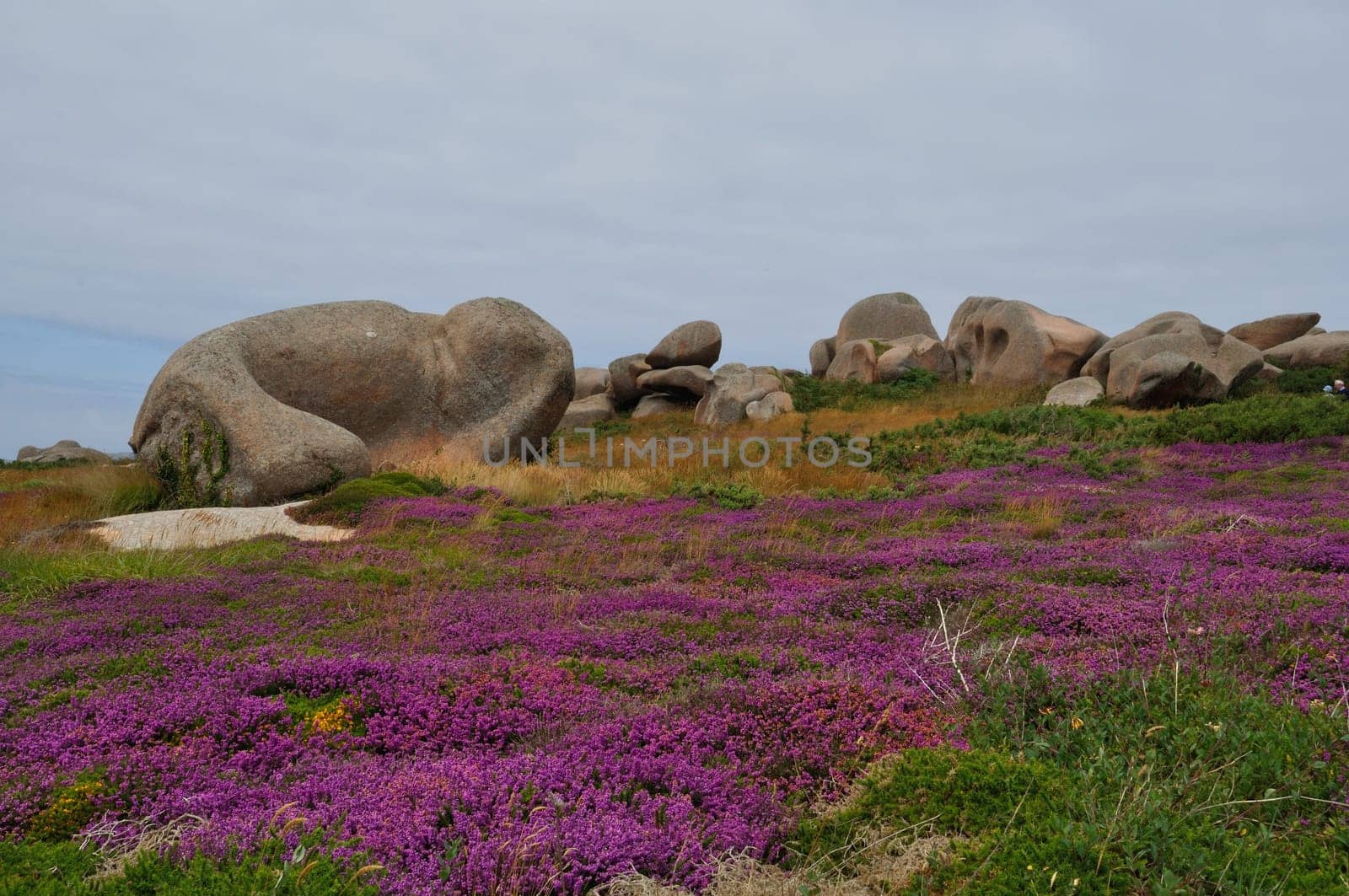Heather and rock on the pink granite coast in Brittany
