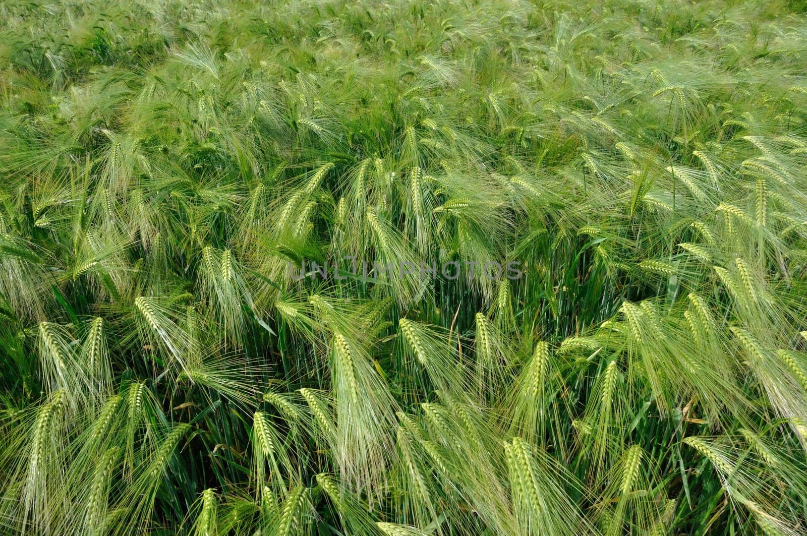A field of  barley in Brittany