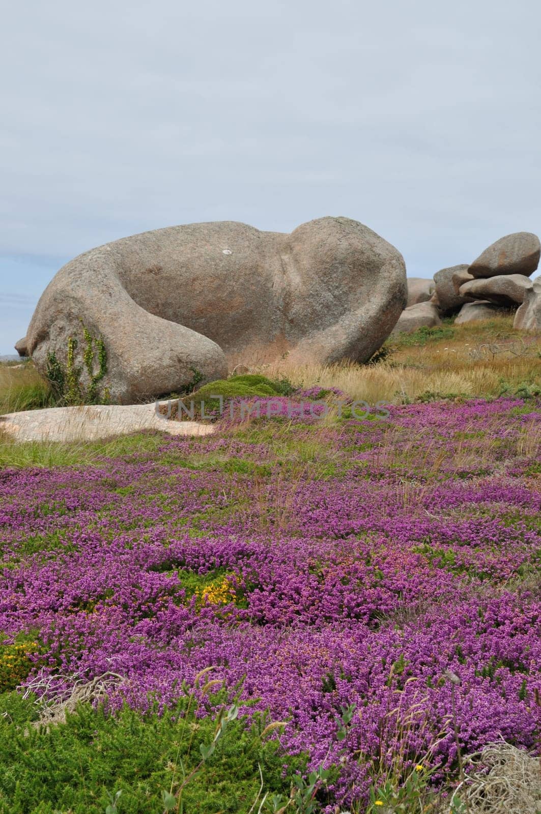 Heather and rock on the pink granite coast in Brittany