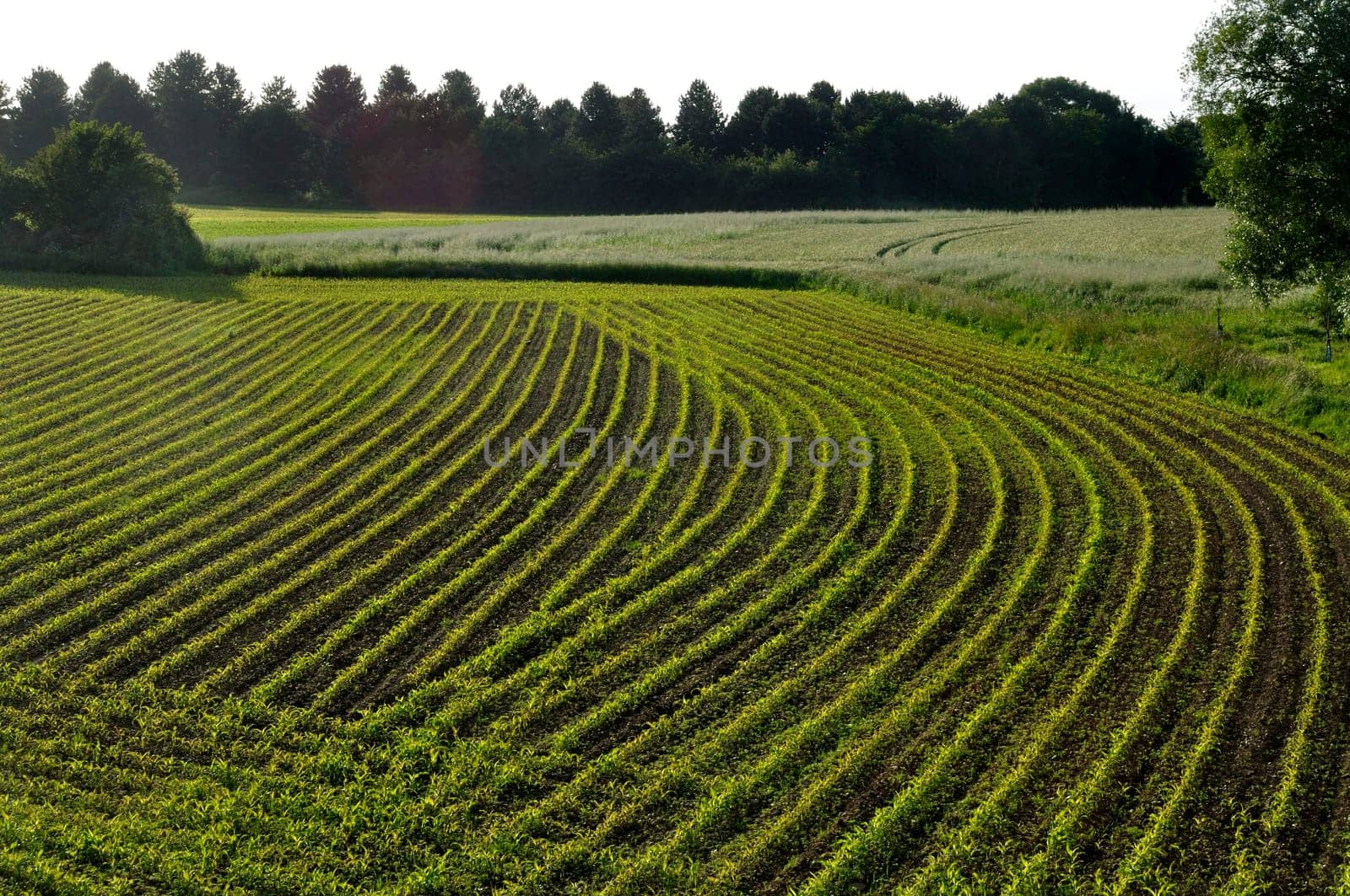 Corn  field in  Spring in Brittany