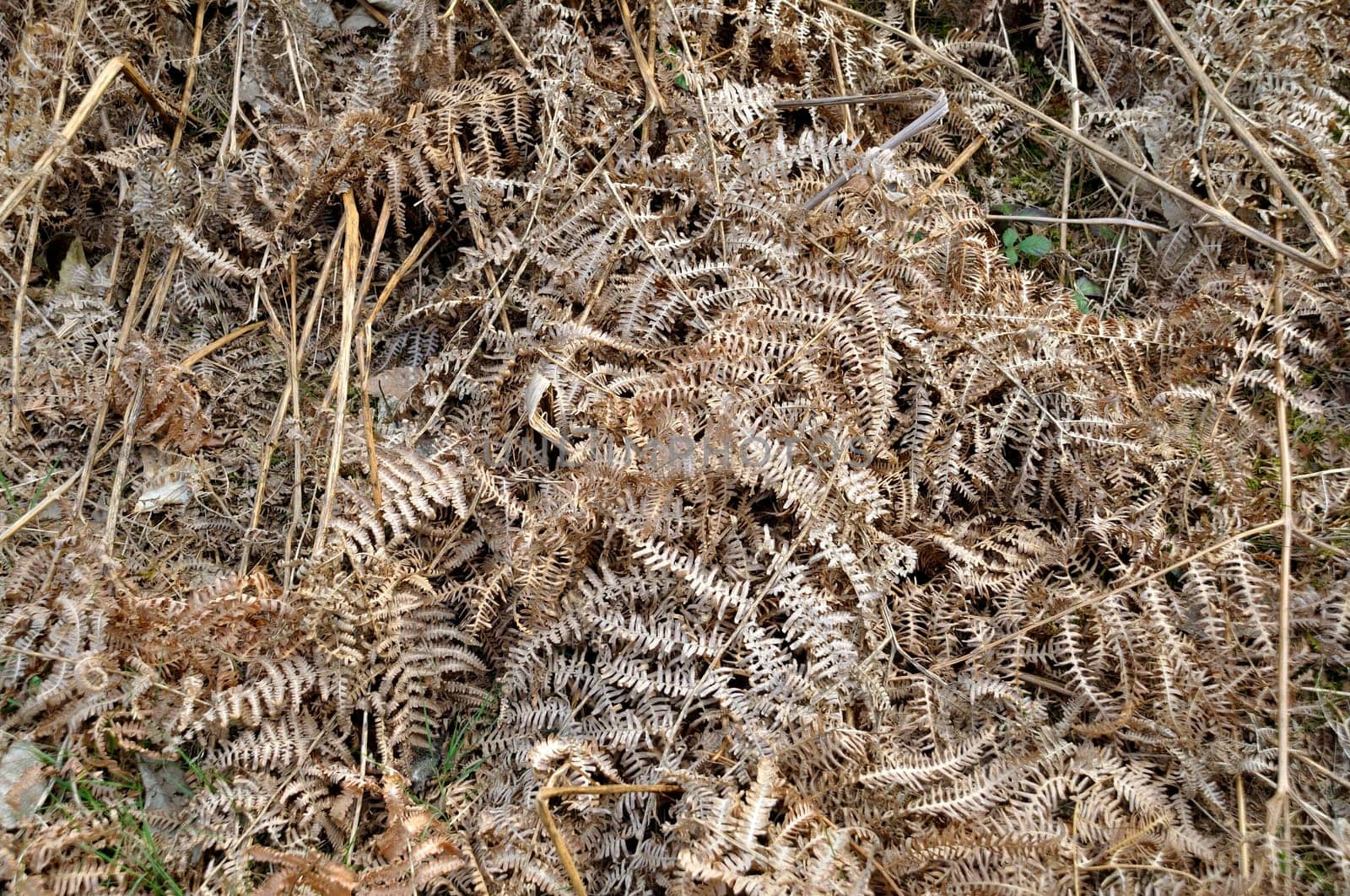 Dry fern background