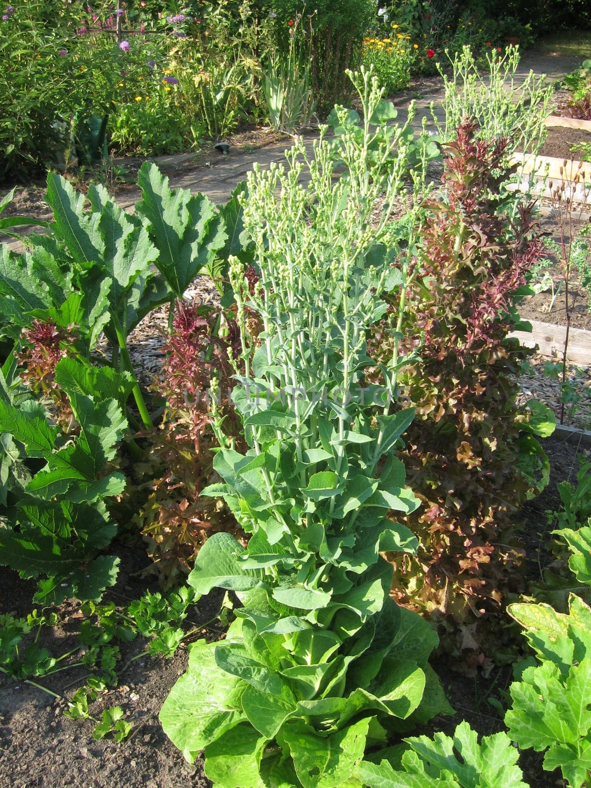 Lettuces mounted in bloom in a garden