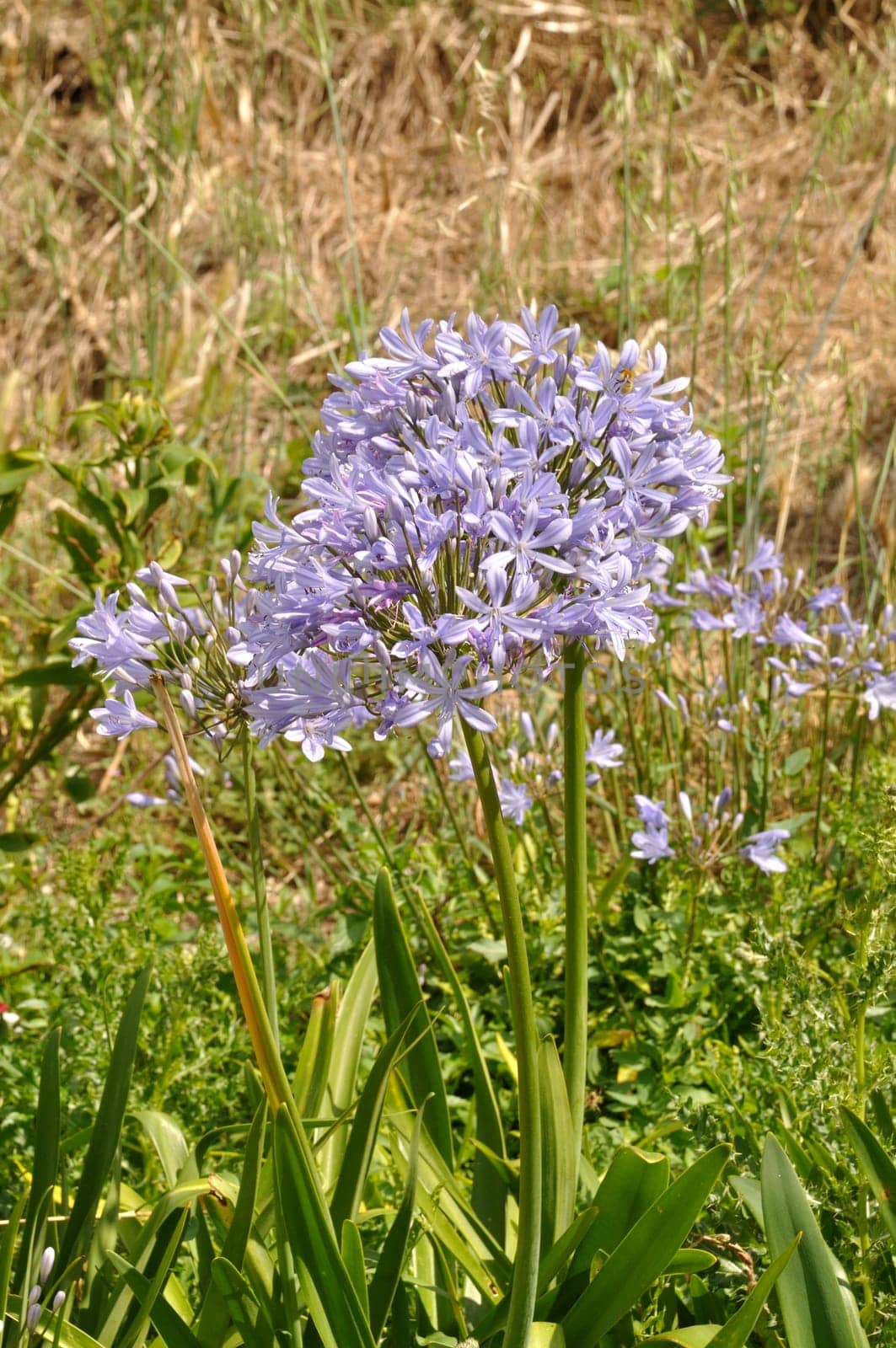blue agapanthus in a garden