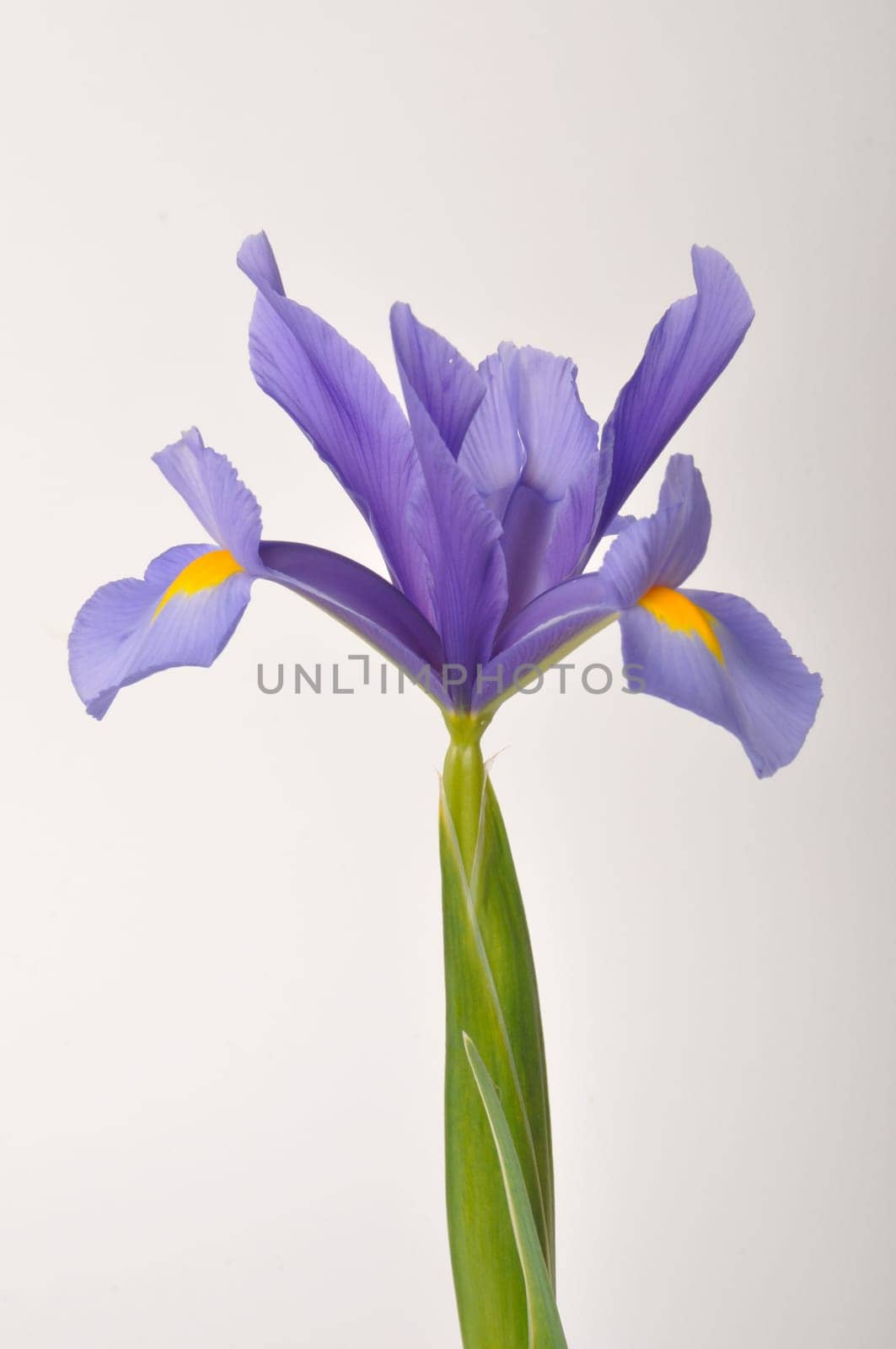 leaf iris in sword on a white background
