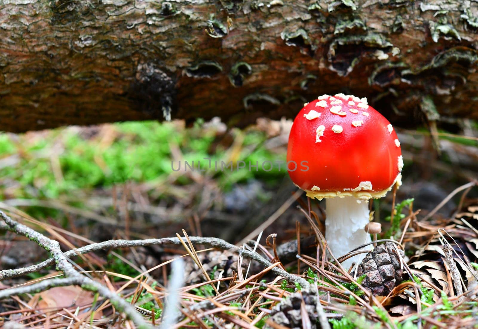amanita muscaria
