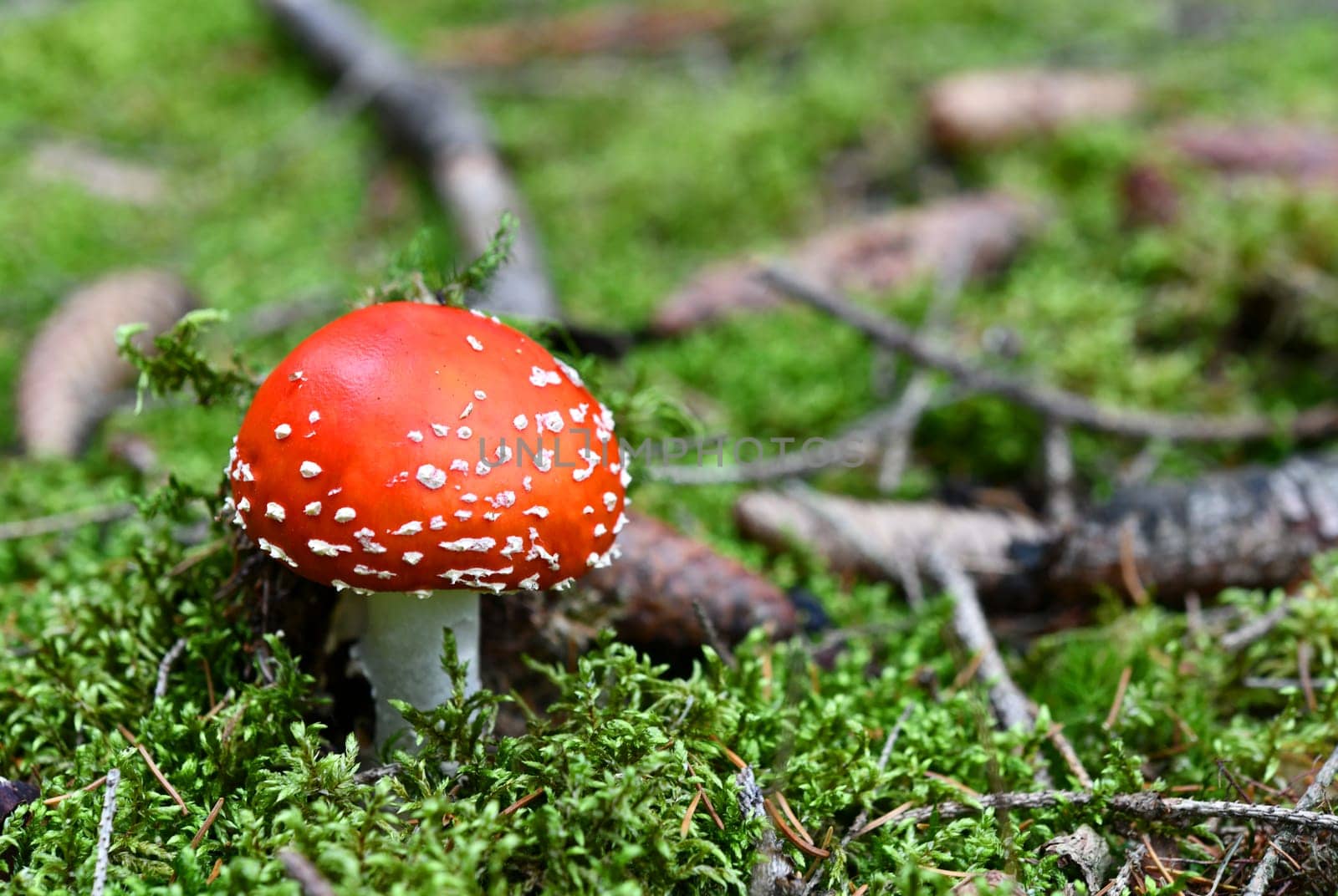 amanita muscaria